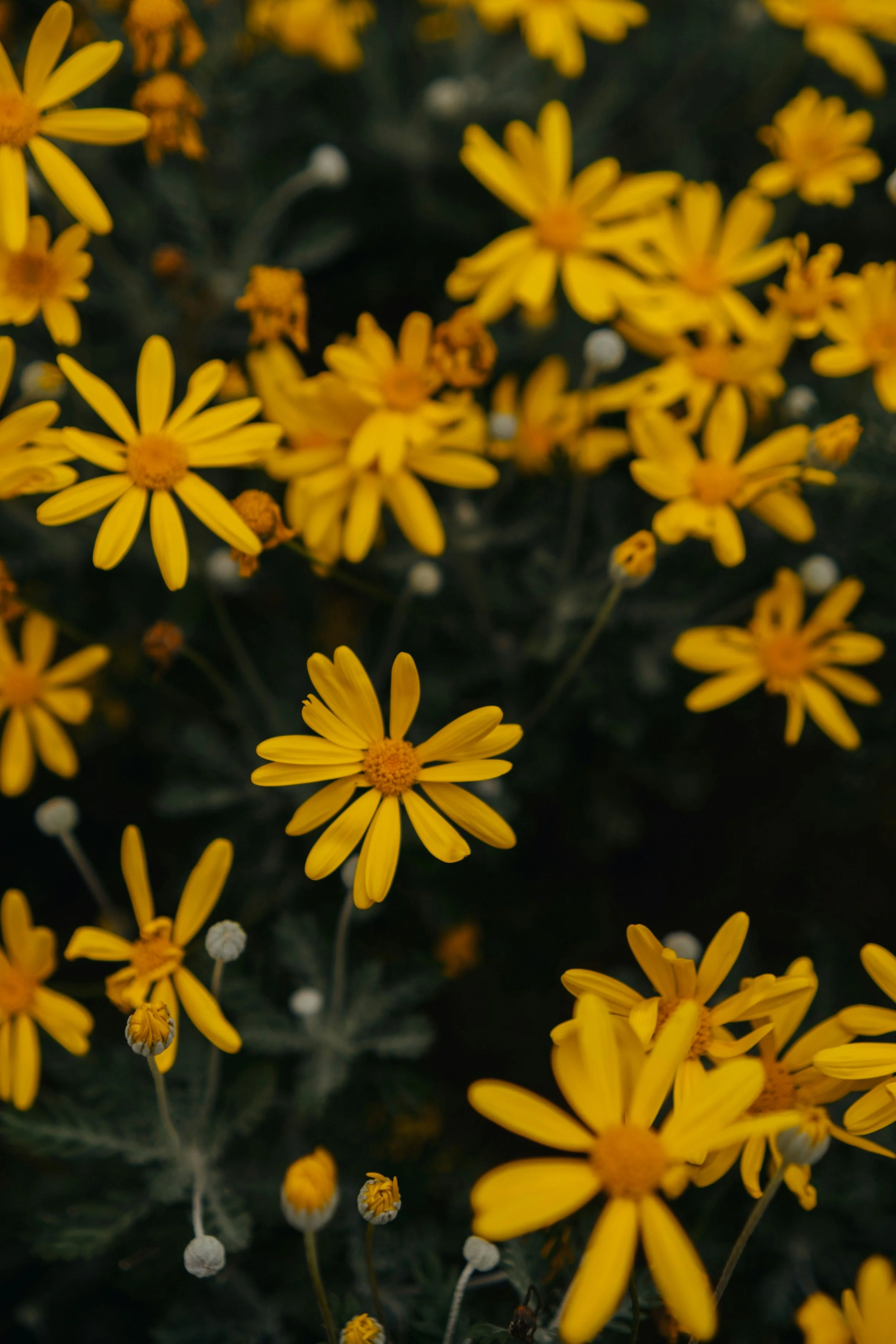 Close up of yellow flowers