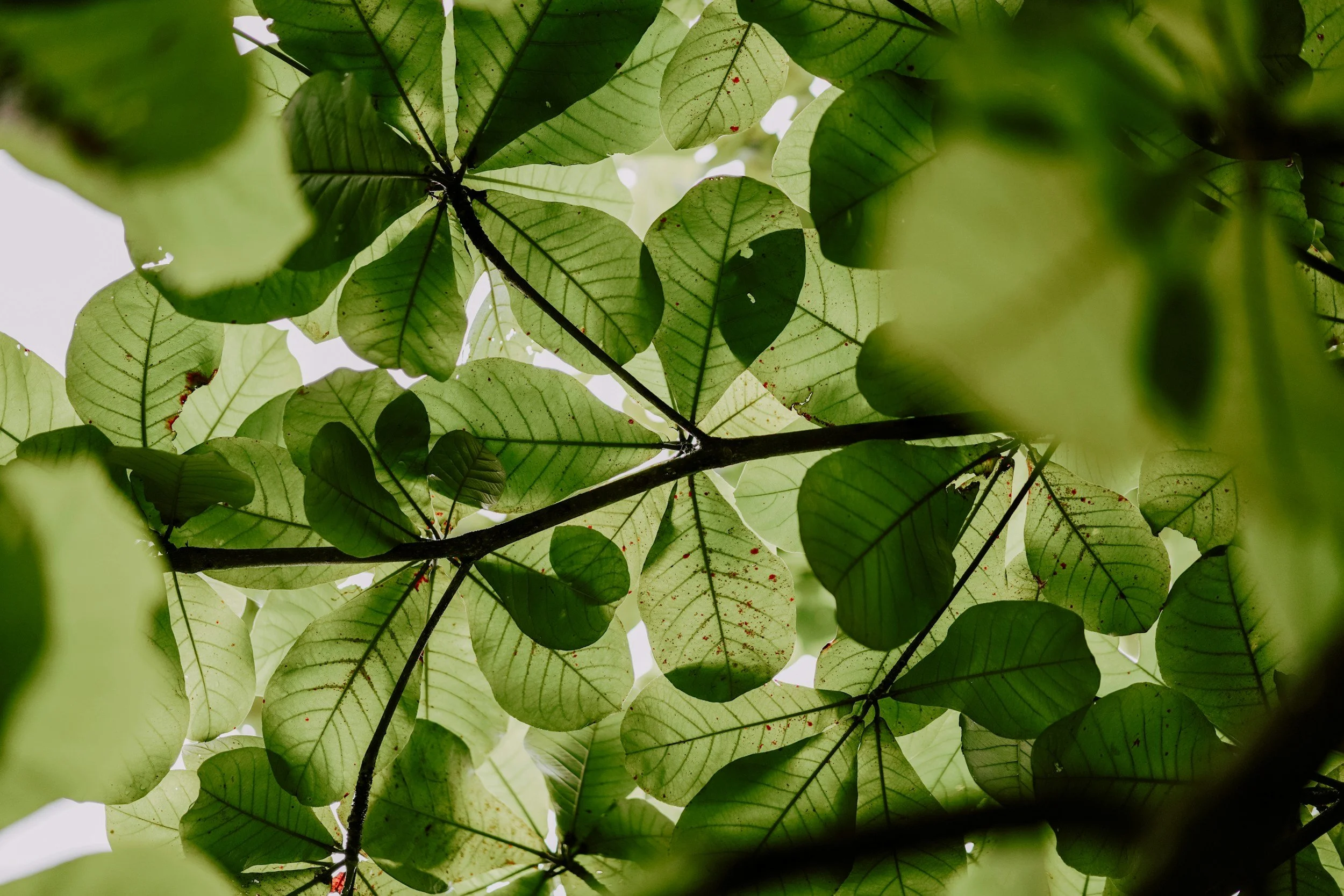 Close up shot of plant life looking up towards the leaves