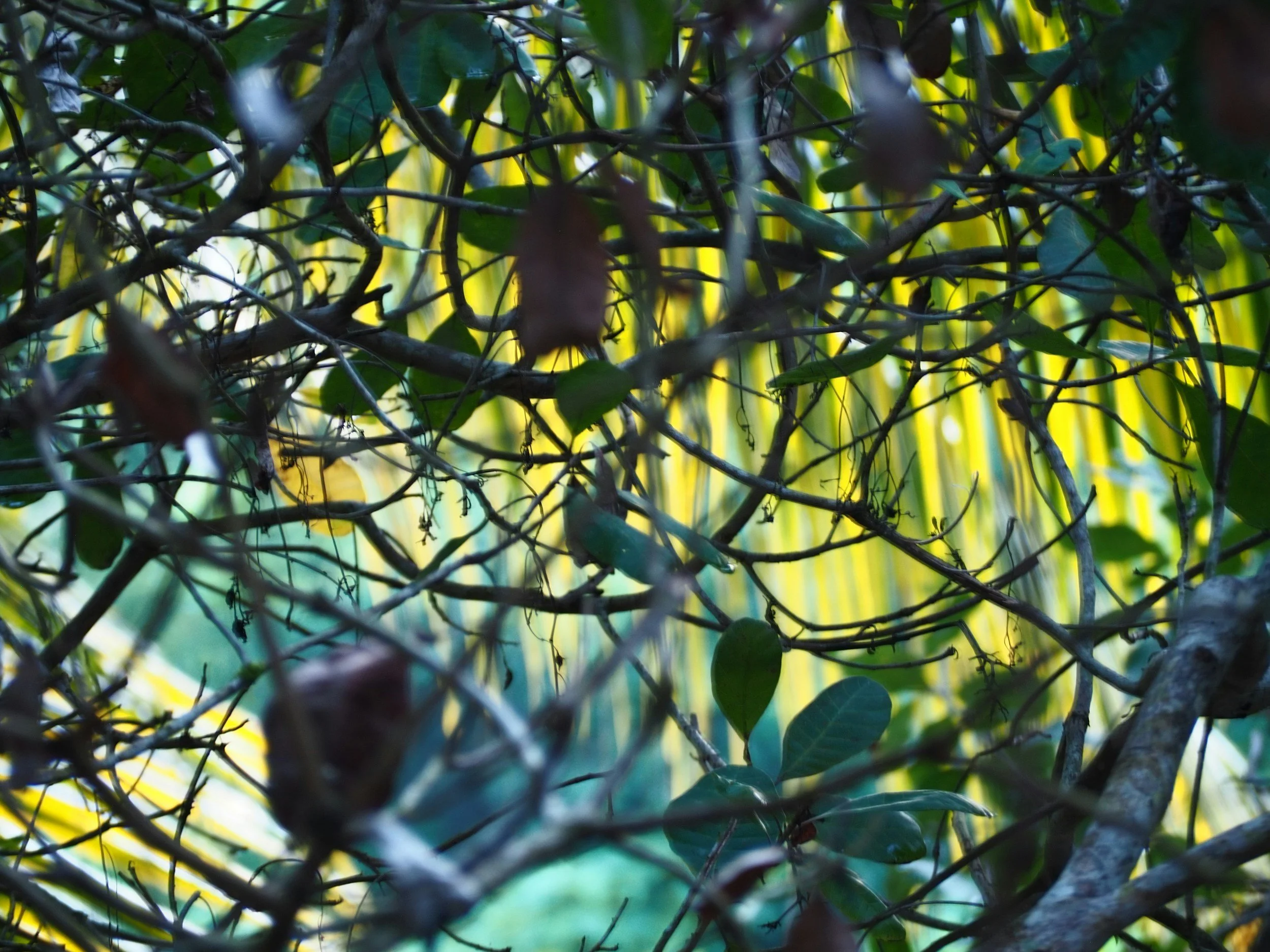 Nature image of a dense undergrove