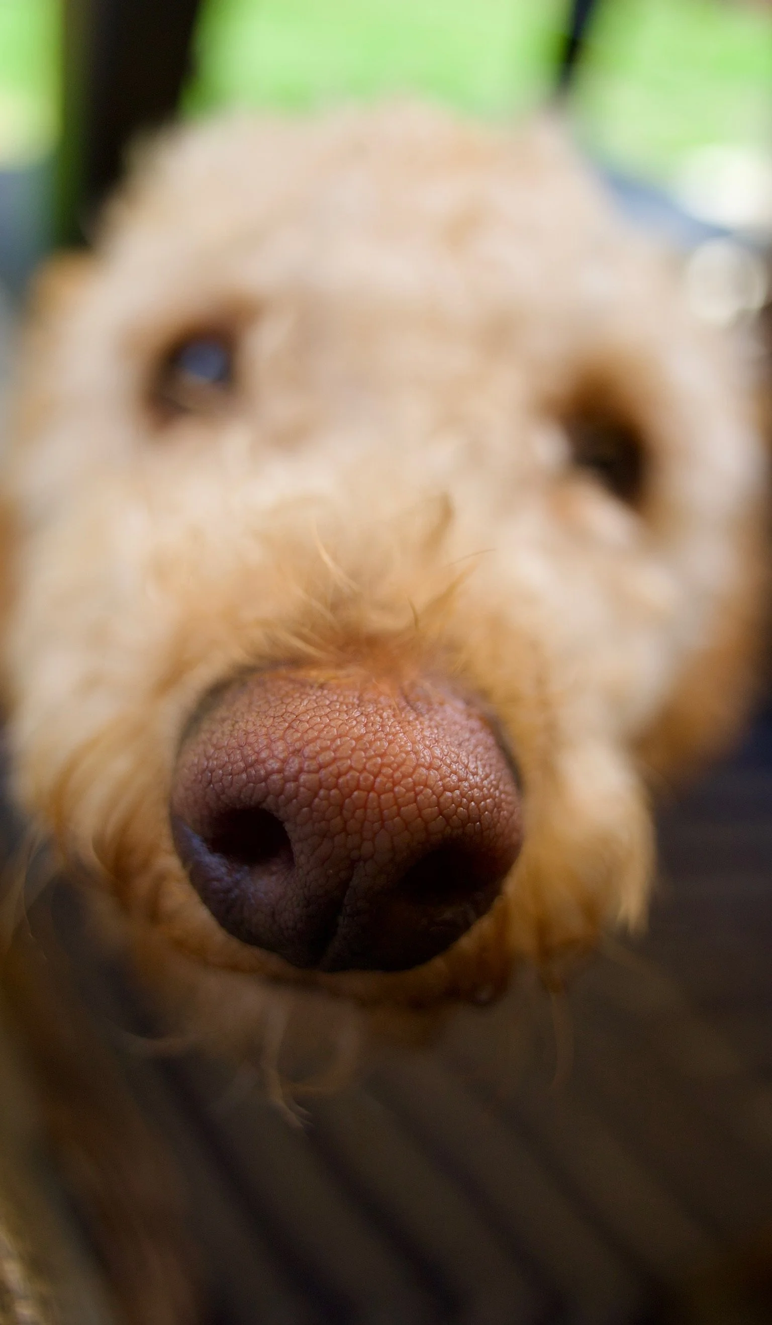 Close-up of a dog's nose and snout, with the background blurred. The dog's nose is pinkish-brown and textured, and part of its face with light fur is visible.