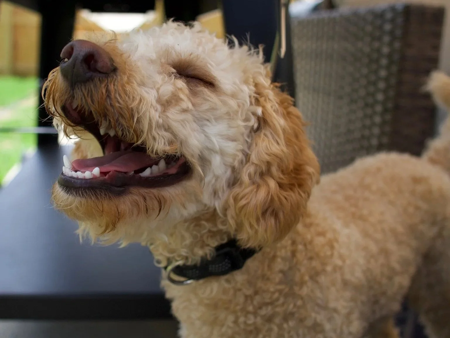 A happy, curly-haired dog with a light brown and cream coat, yawning with its mouth open showing teeth, in an outdoor setting with a blurred background.