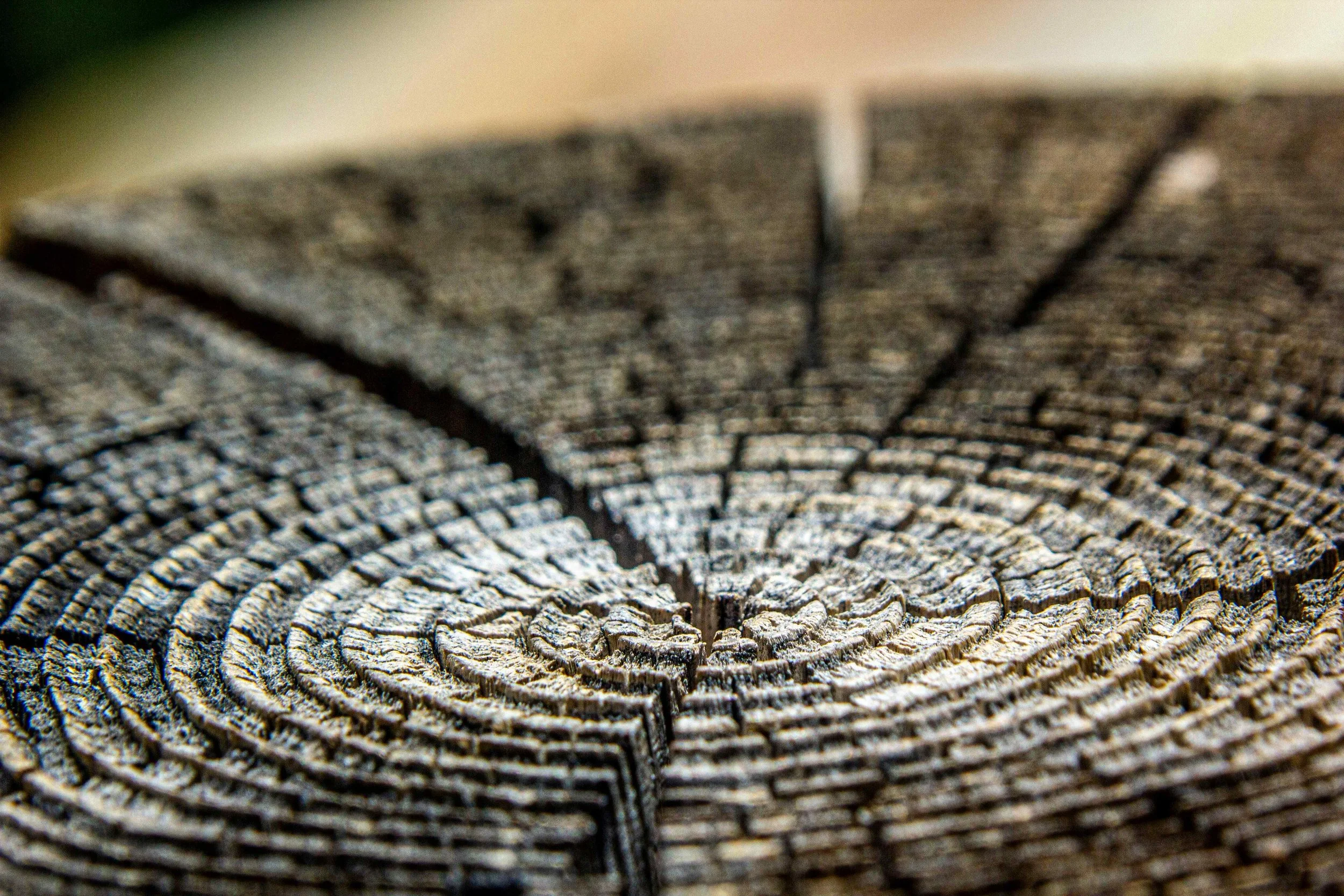 Close-up view of tree rings on a cross-section of a tree trunk, showing detailed concentric circles and growth patterns.