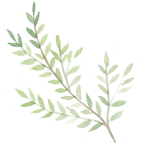 A sprig of green herb with small oval leaves.