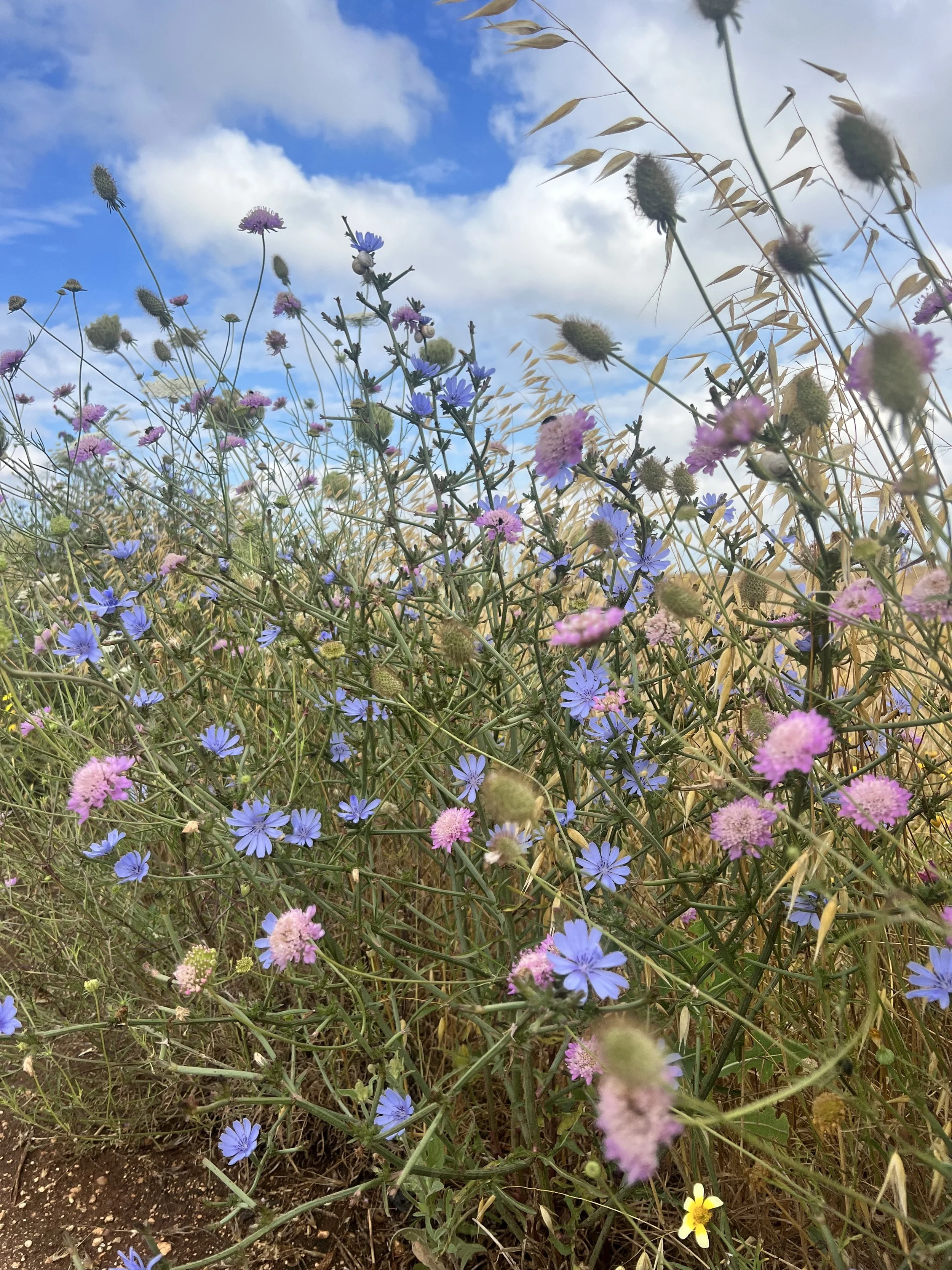 Wildflowers in a field with blue, pink, purple, and yellow blossoms under partly cloudy sky.