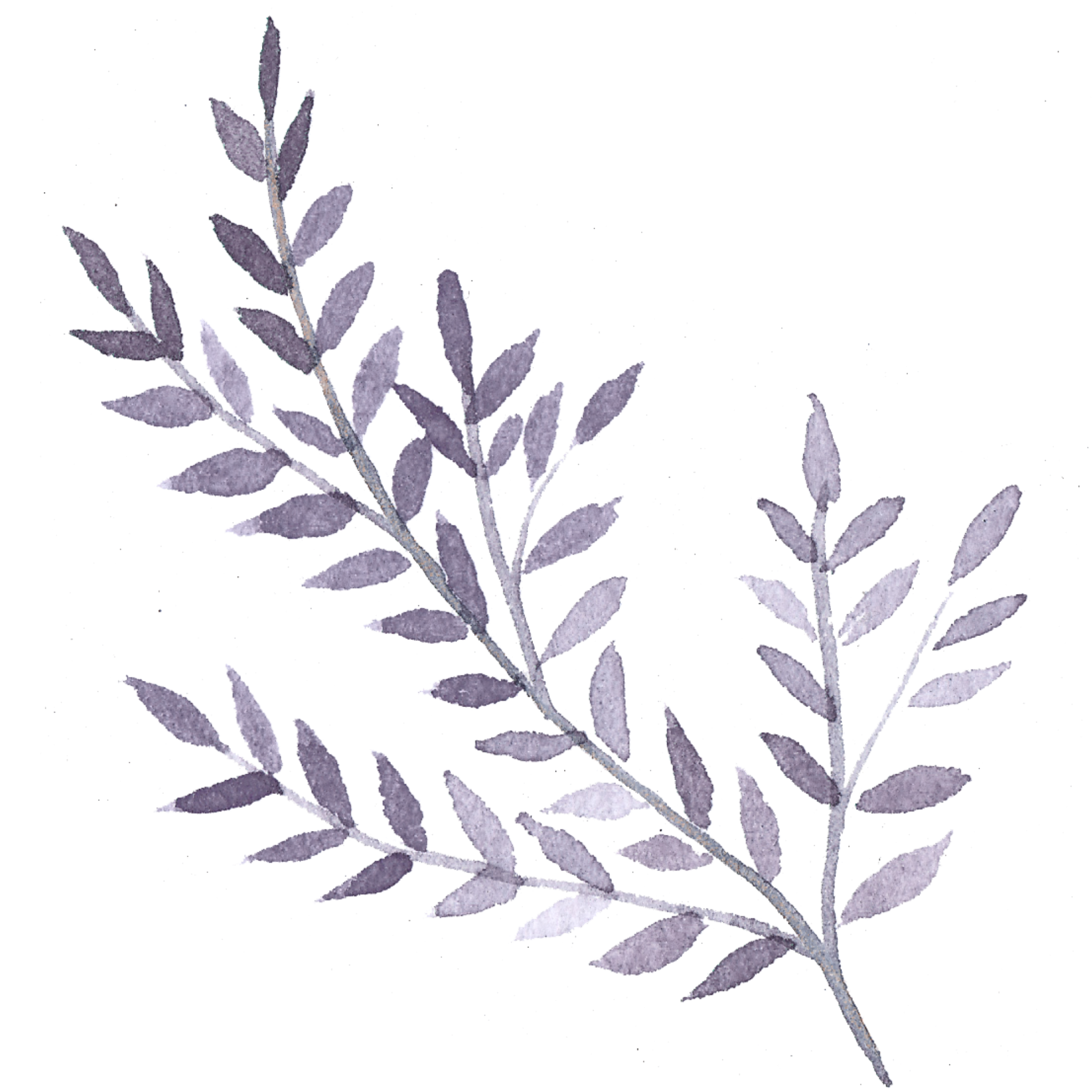 A branch with lavender-colored leaves and small lavender flowers against a black background.