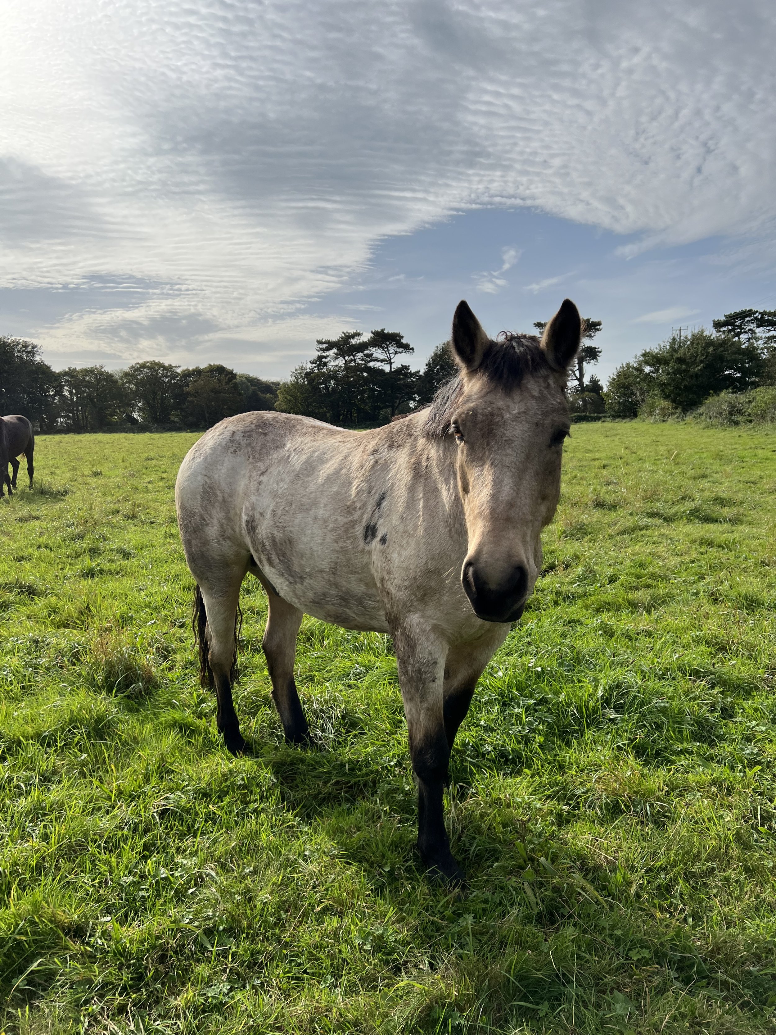 A gray horse standing in a green grassy field with trees and a partly cloudy sky in the background.