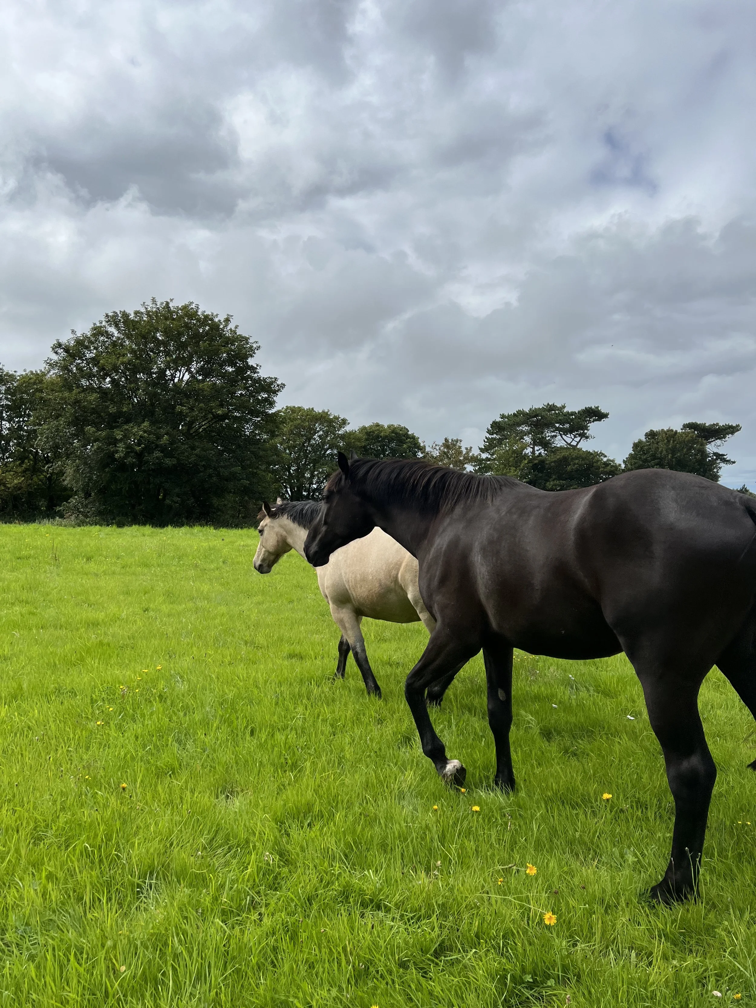 Two horses grazing on a lush green field under a cloudy sky with scattered trees in the background.