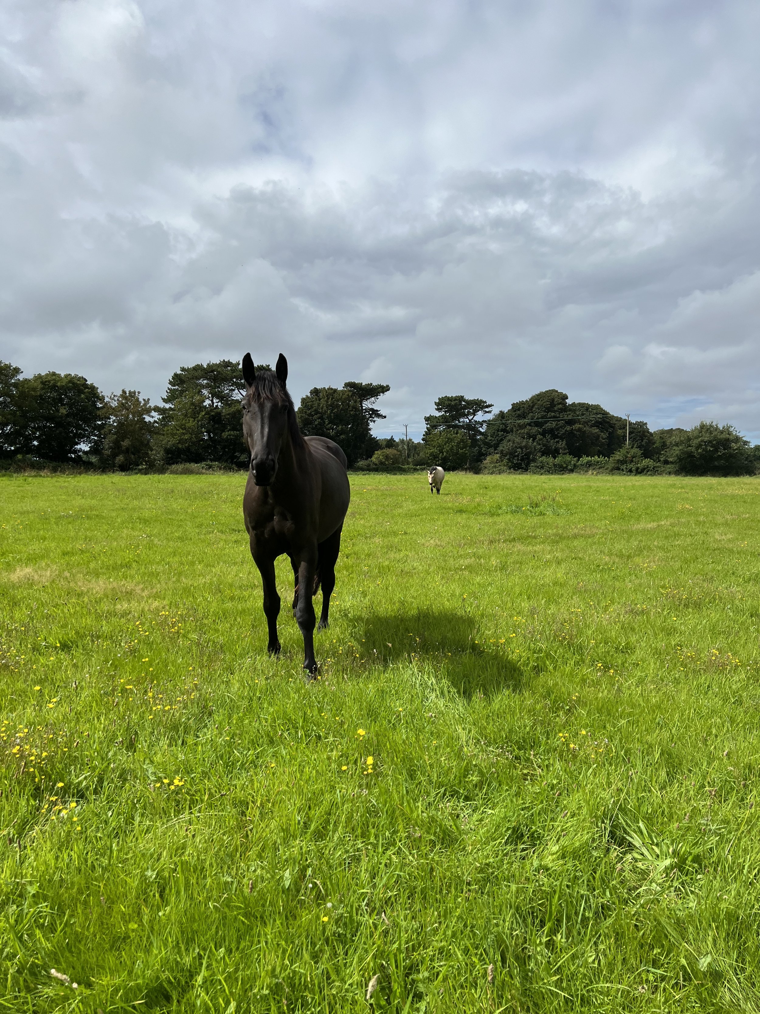 A black horse standing in a grassy green field with another smaller horse in the background, under a cloudy sky.