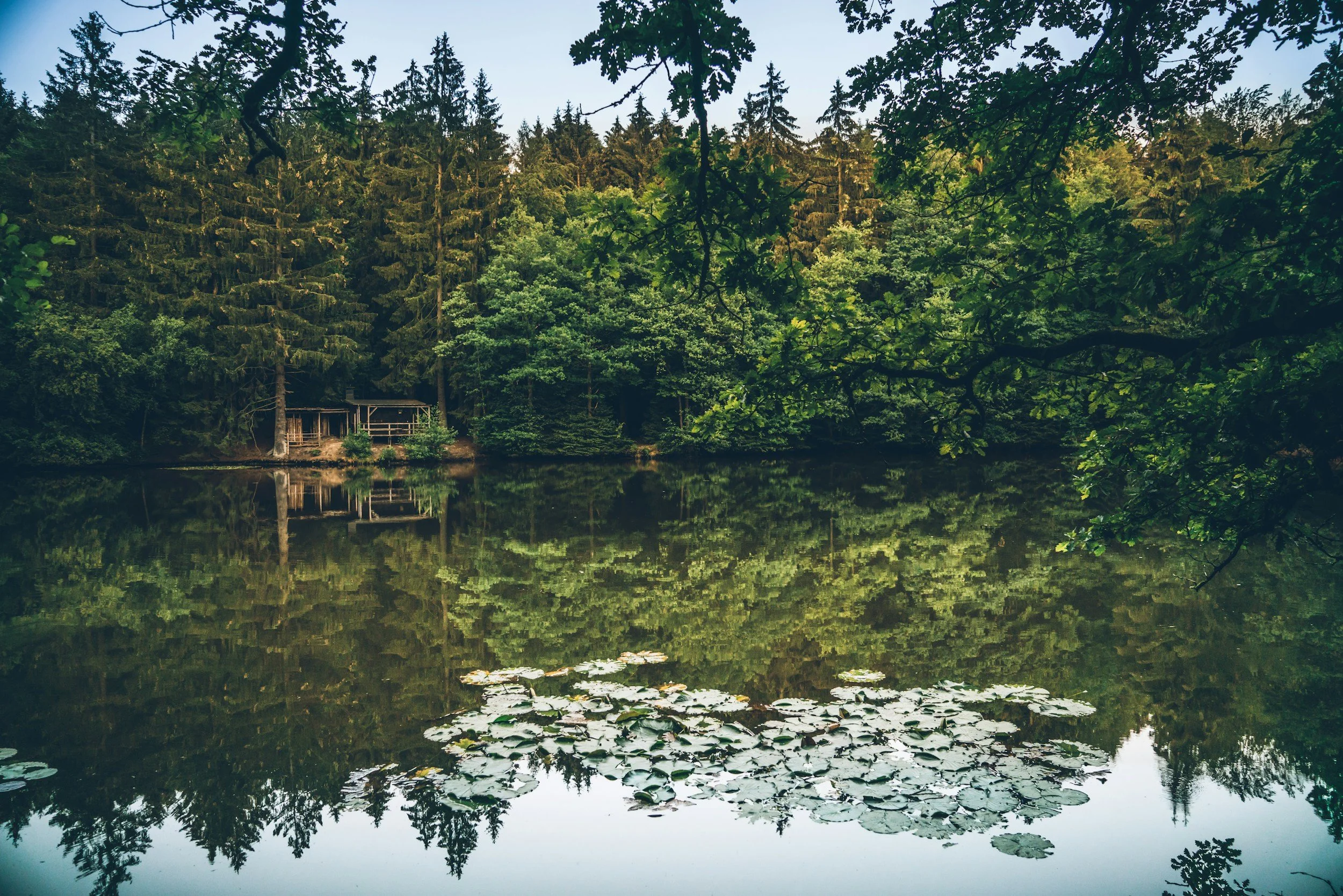 A forested lakeside scene with tall pine trees and a small wooden cabin on the shoreline, reflected in the calm water with lily pads.