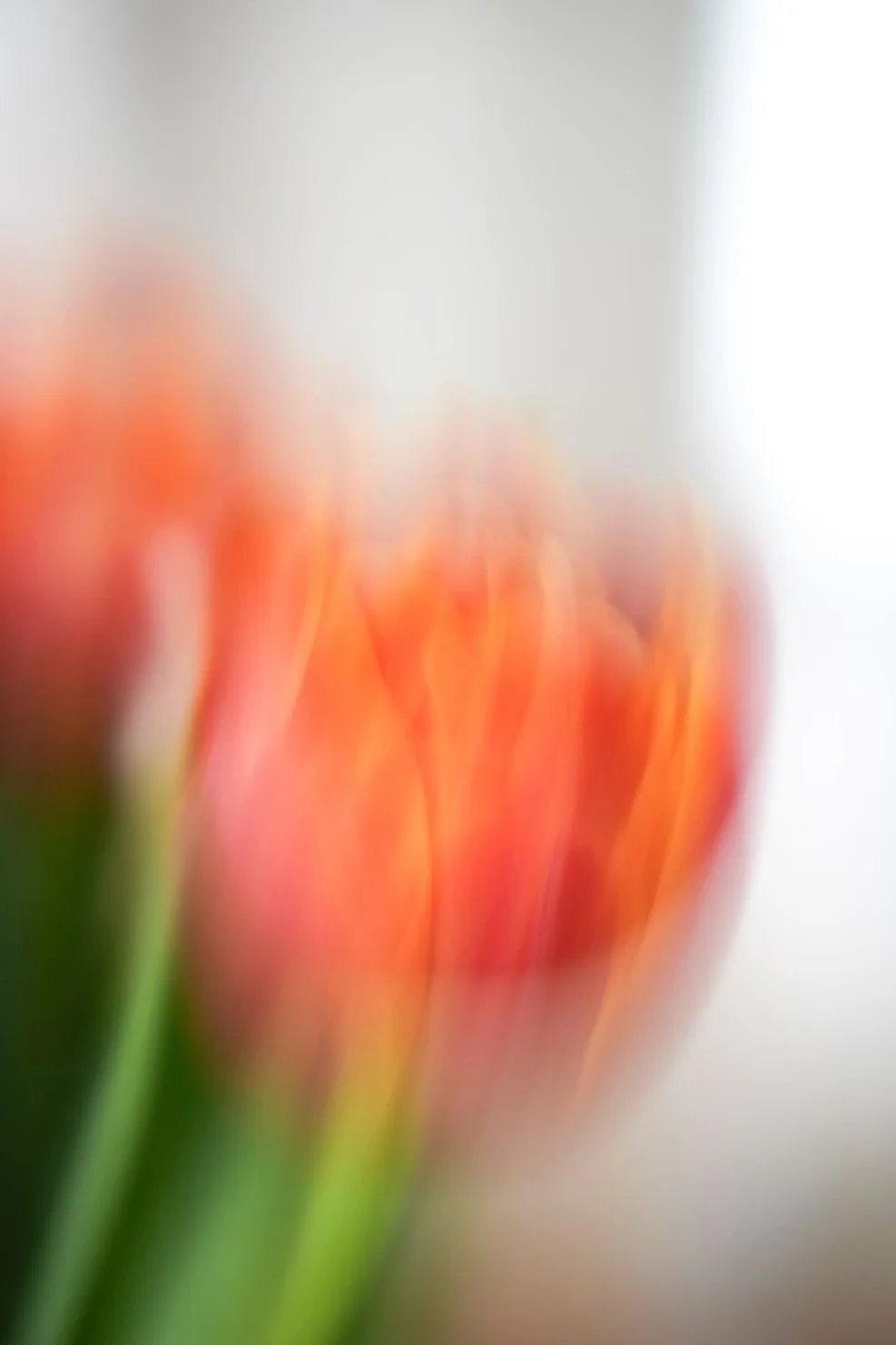 Close-up of orange or red tulip flowers with blurred background.