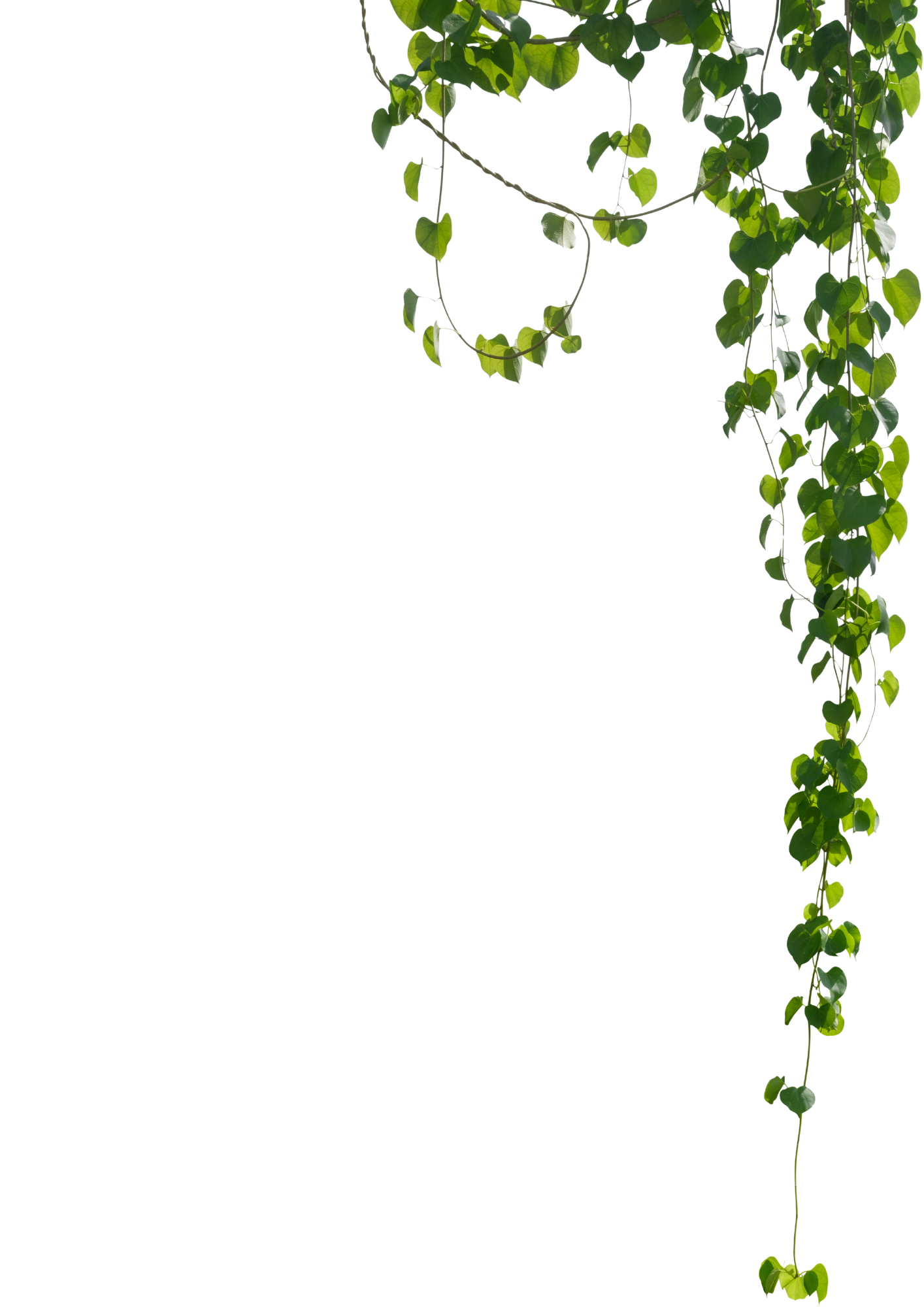 Green leafy vines with heart-shaped leaves hanging from a structure against a light background.