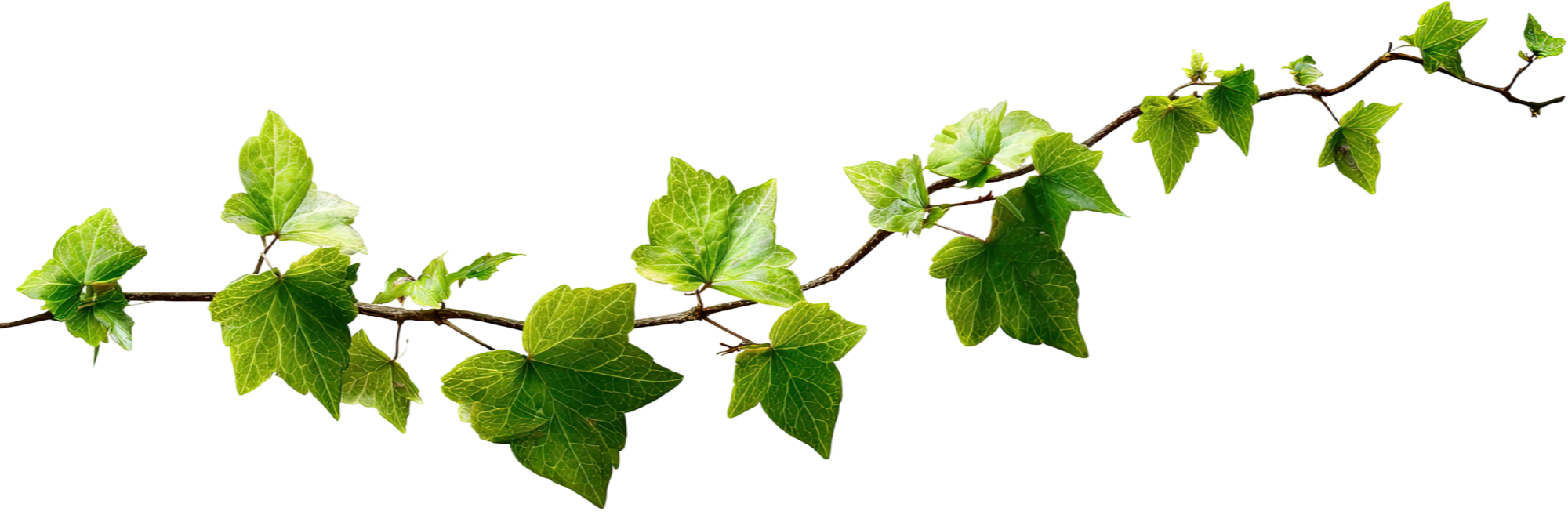 Green ivy vine with glossy, green leaves growing along a long, thin stem.