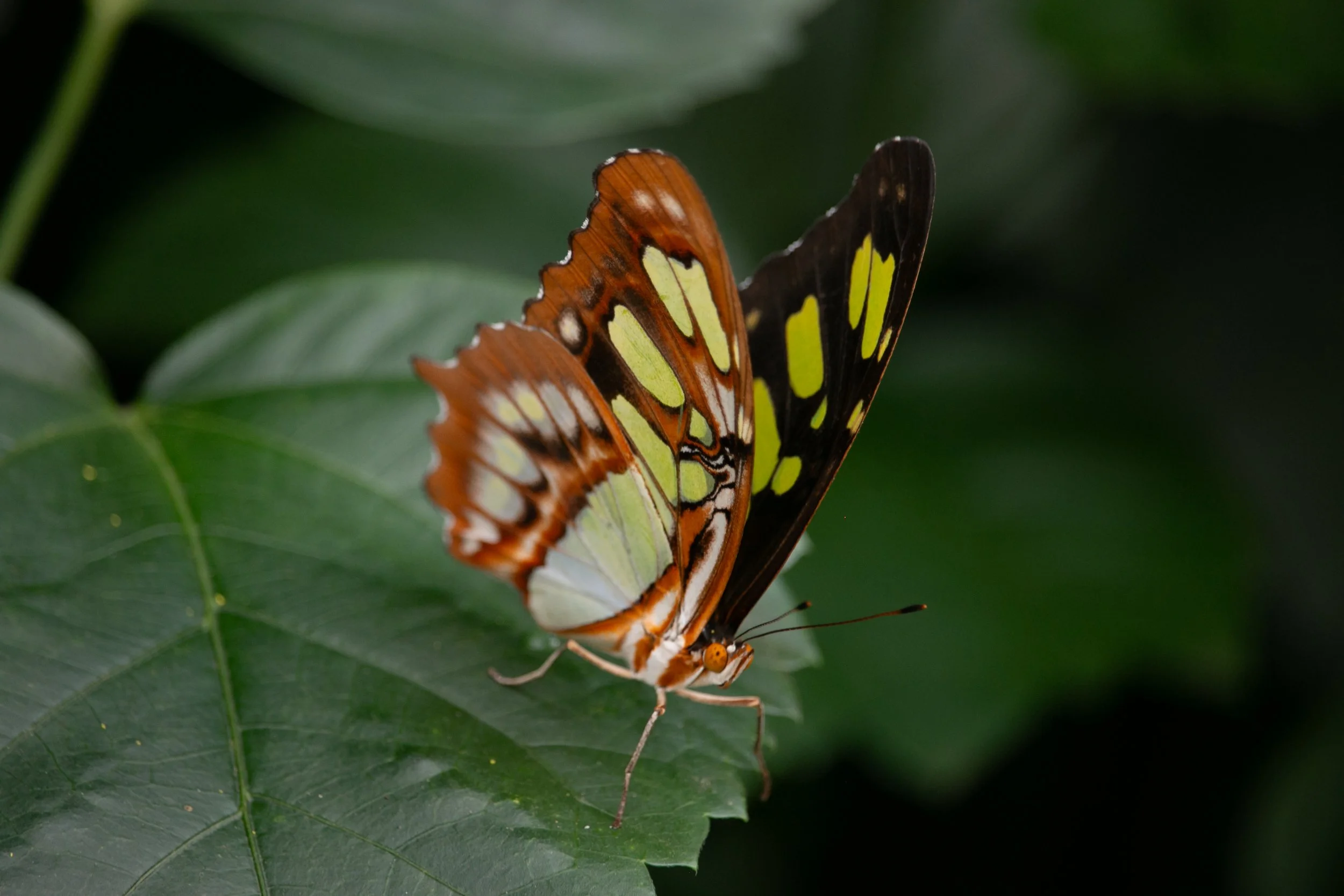 black, green, and brown butterfly standing on a leaf