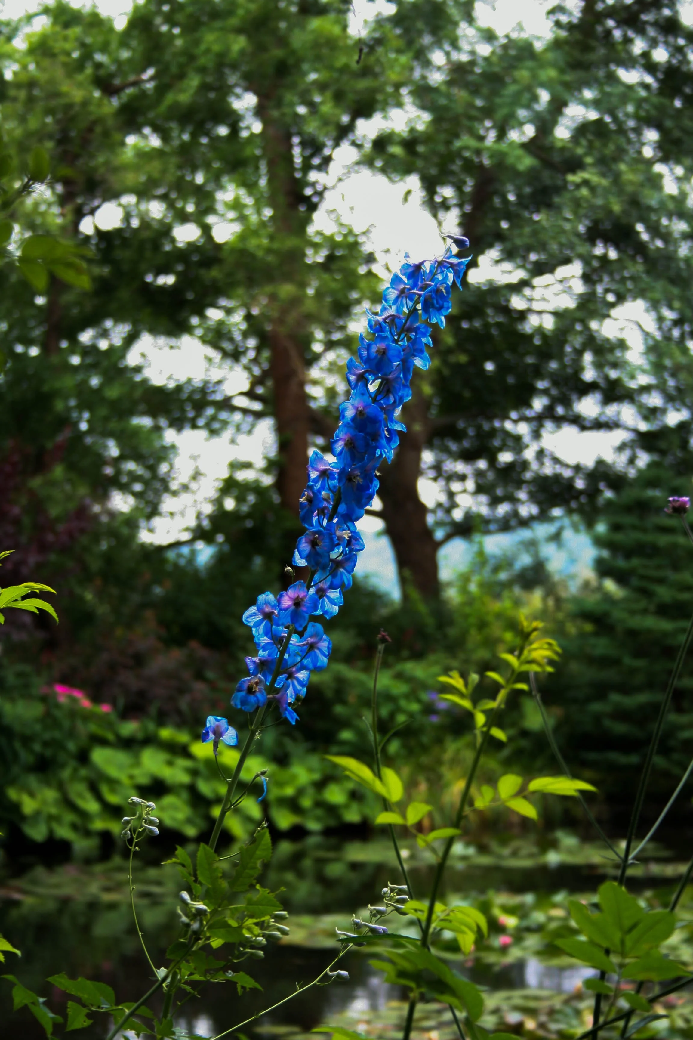 blue flower in Claude Monet's garden in France