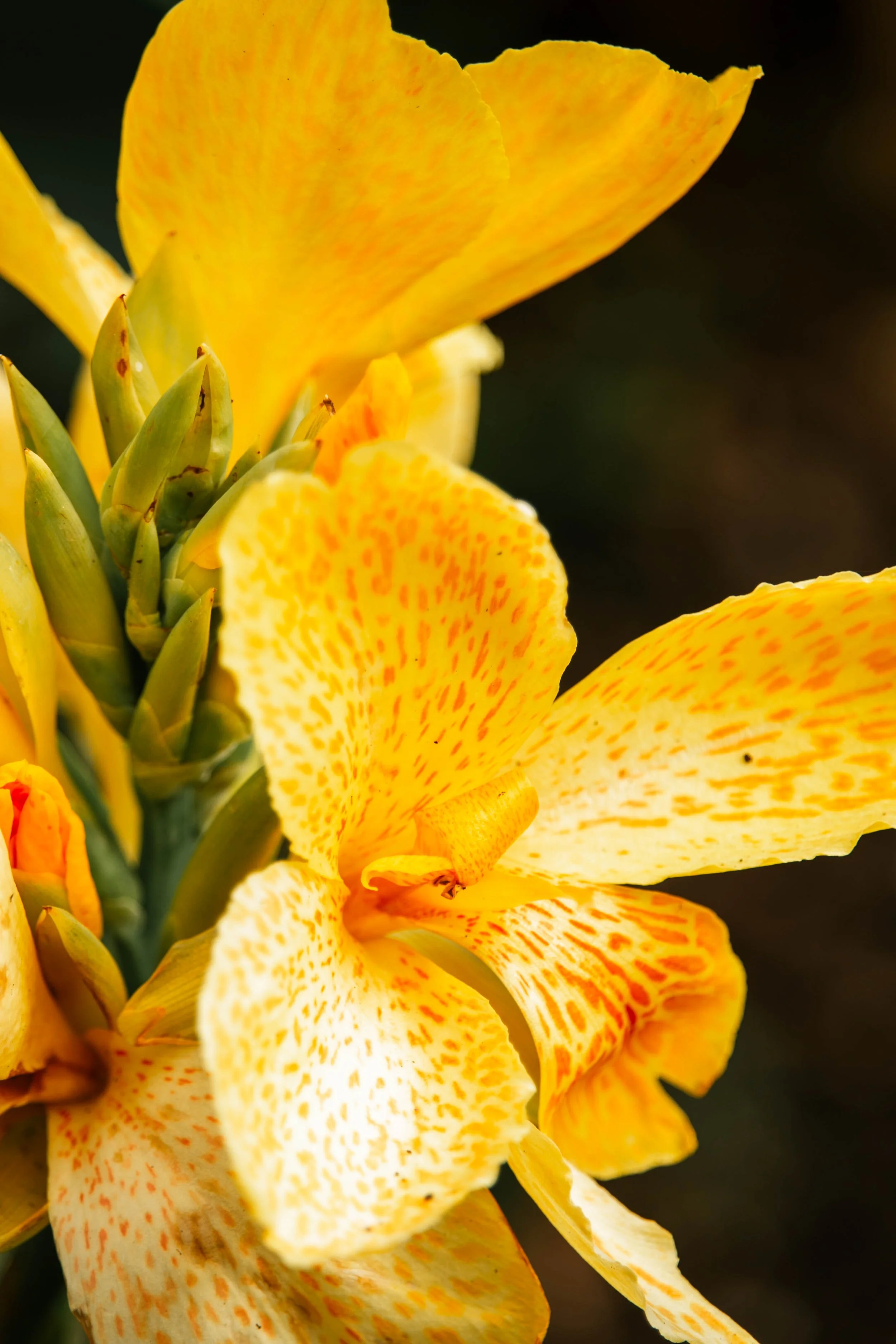 bright yellow flowers
