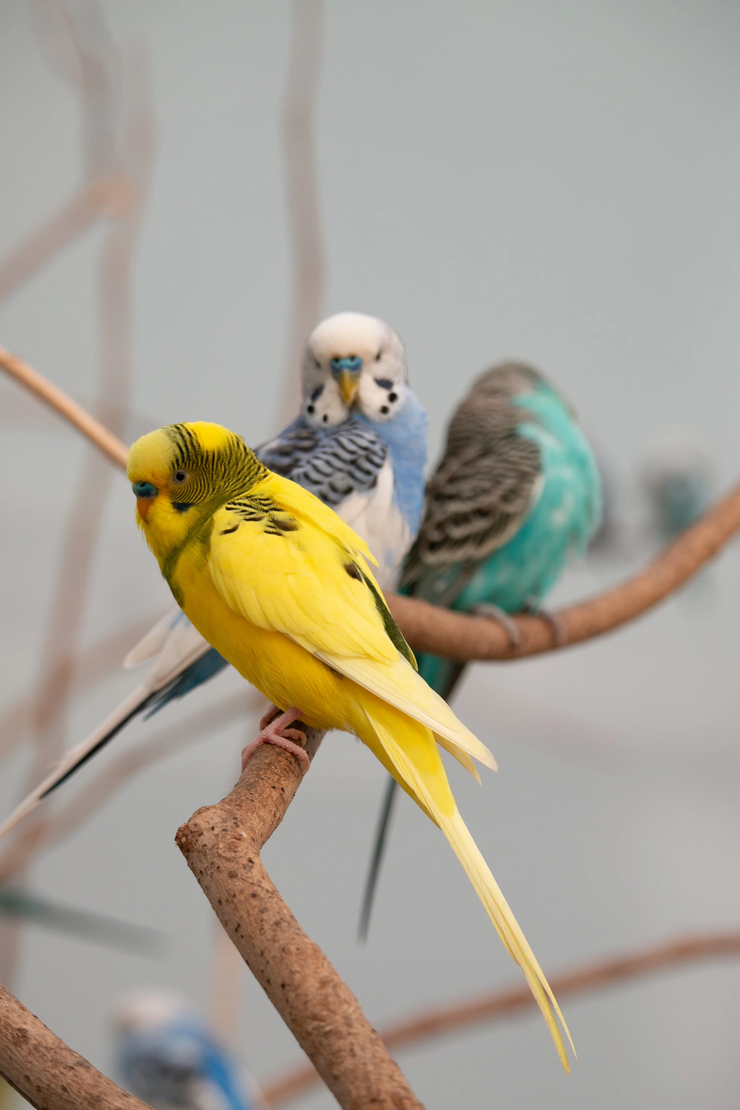 Colorful budgies, also known as common parakeets