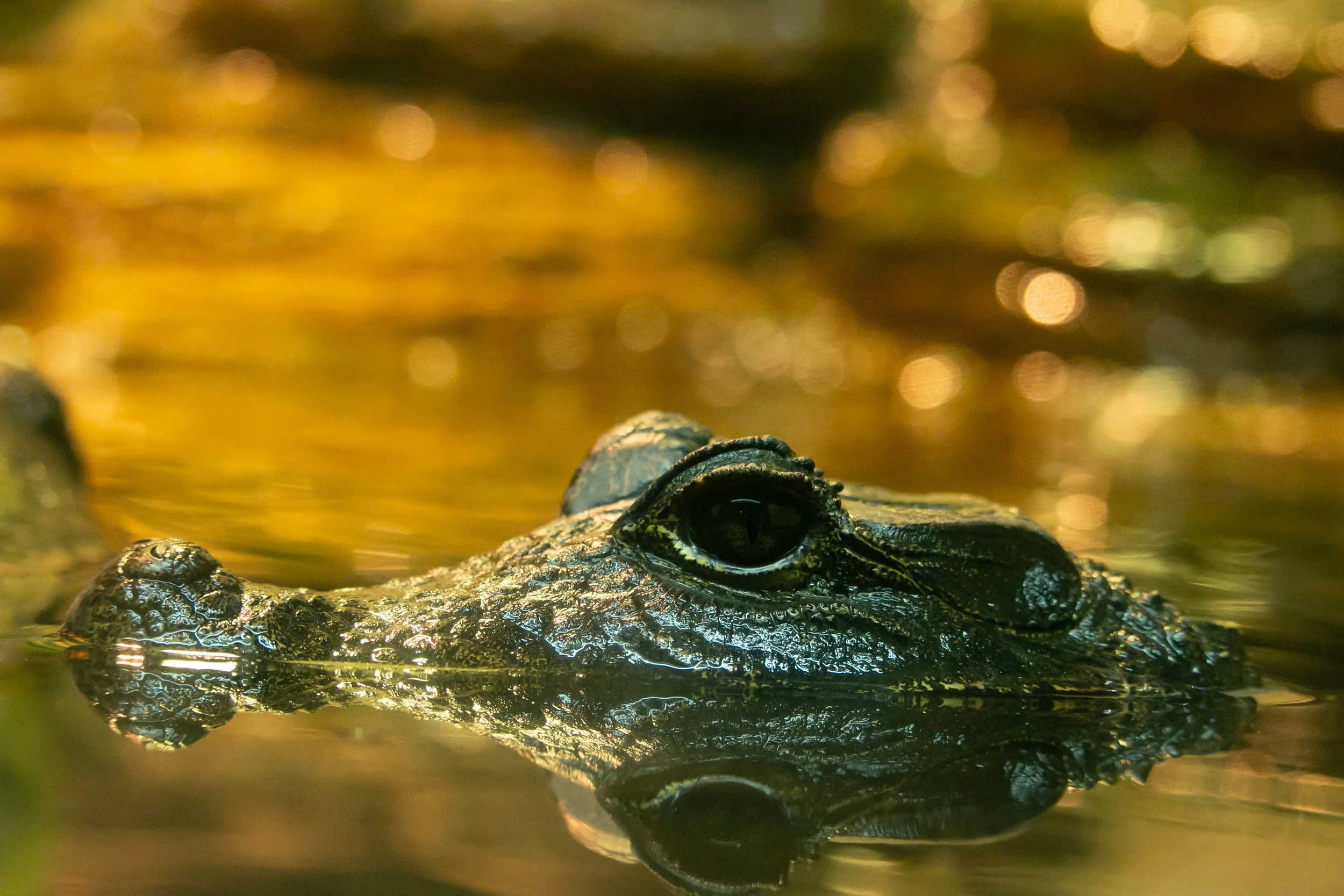 american alligator floating in water, head is half submerged in the water
