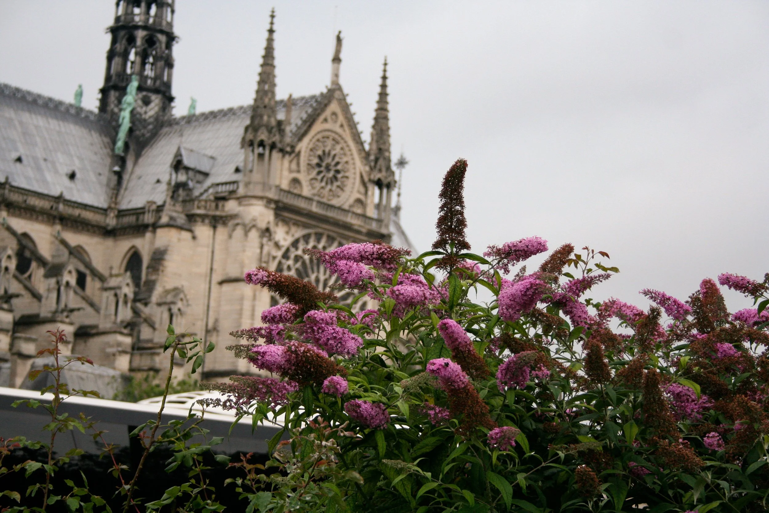 Image of Notre Dame cathedral with pink flowers in the foreground