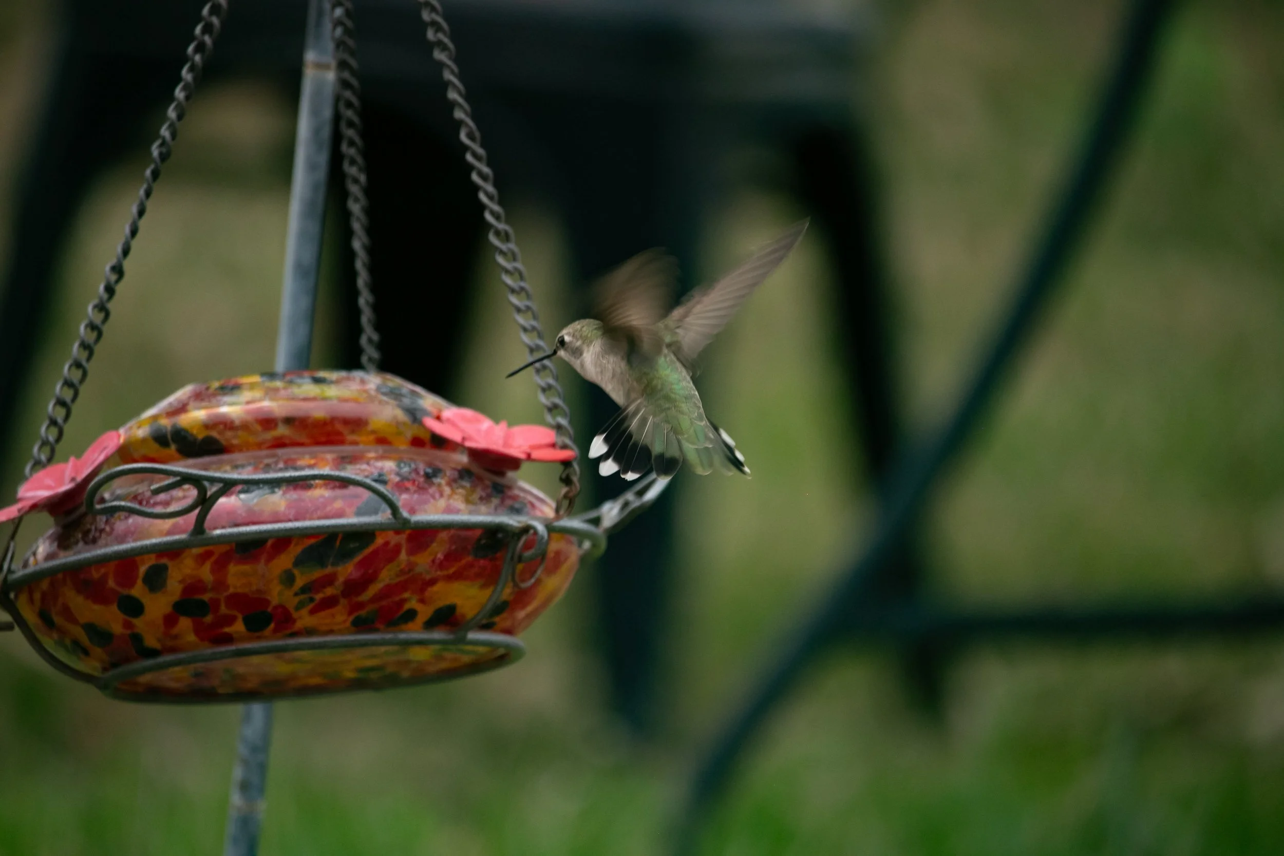 Hummingbird feeding from a hummingbird feeder