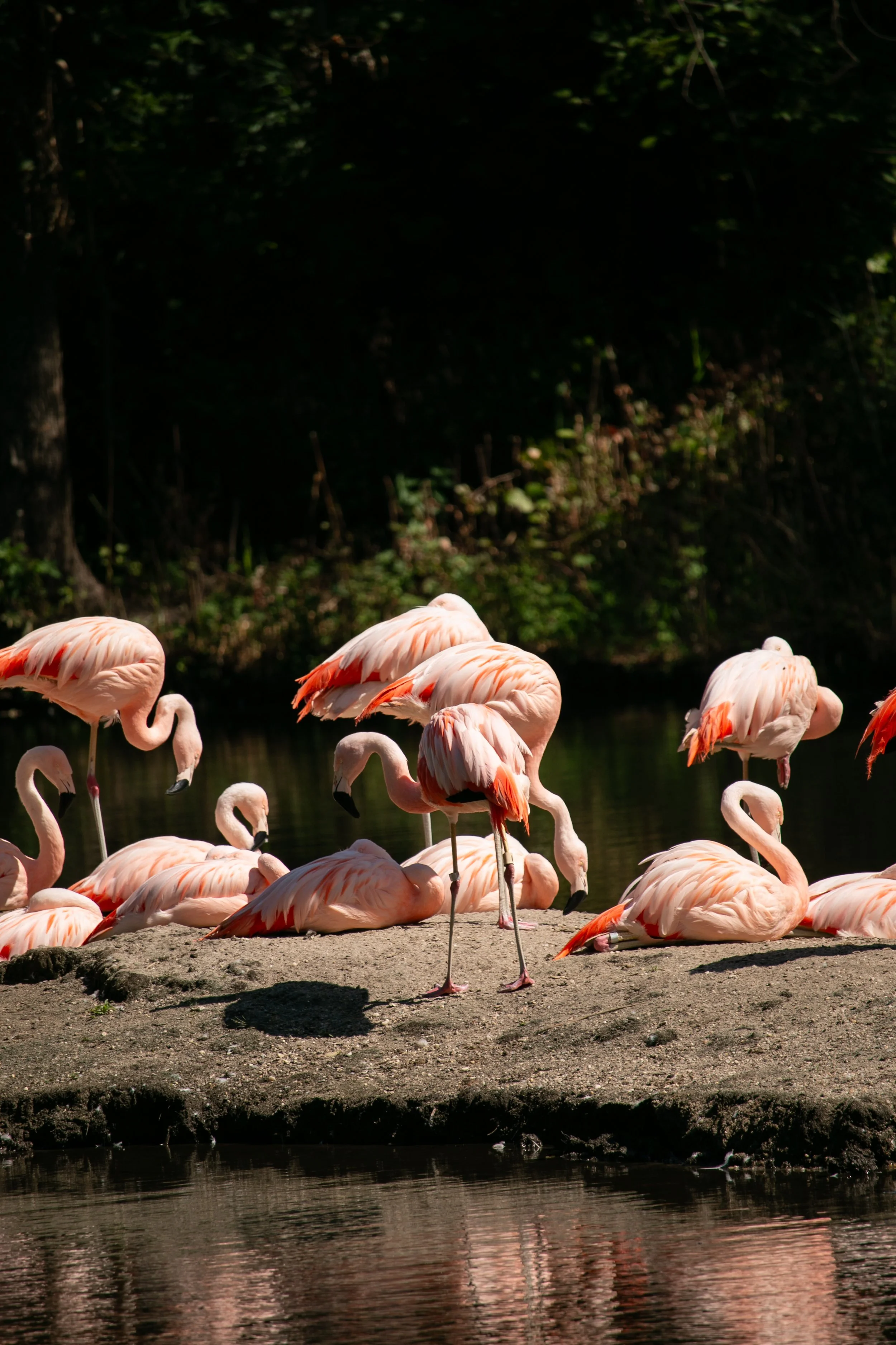 flock of pink flamingos