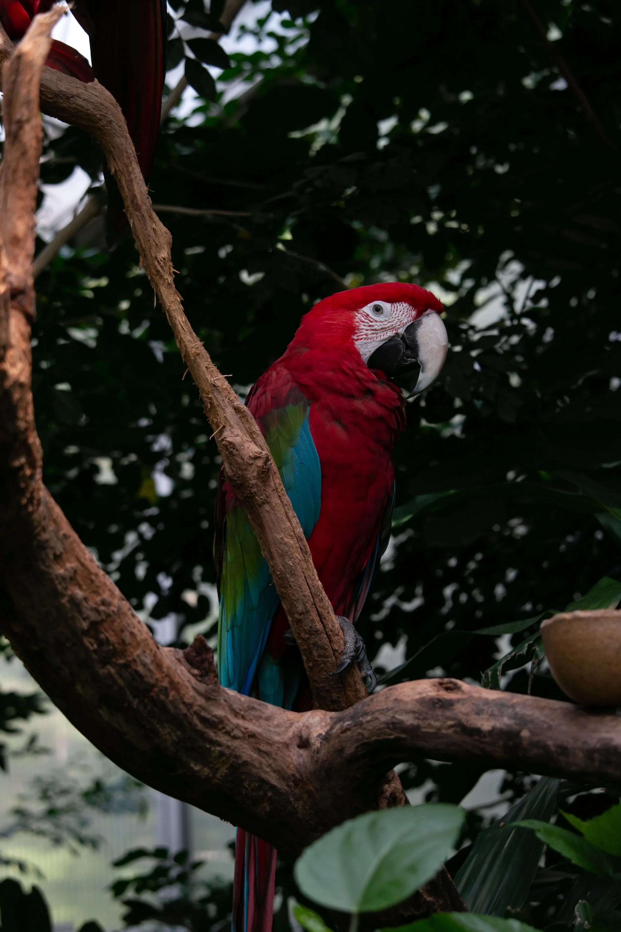 red macaw
