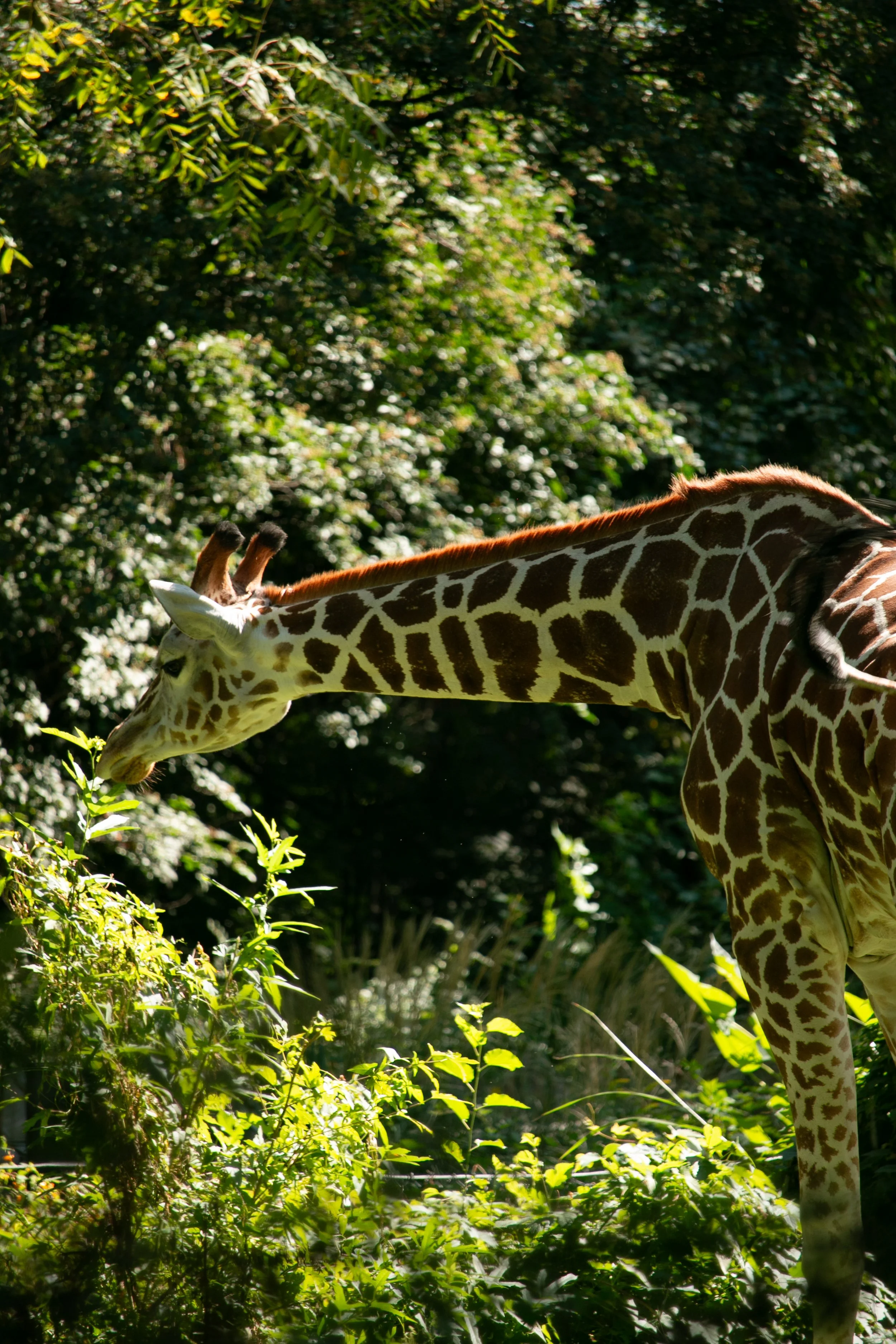 giraffe in Bronx Zoo feeding on trees