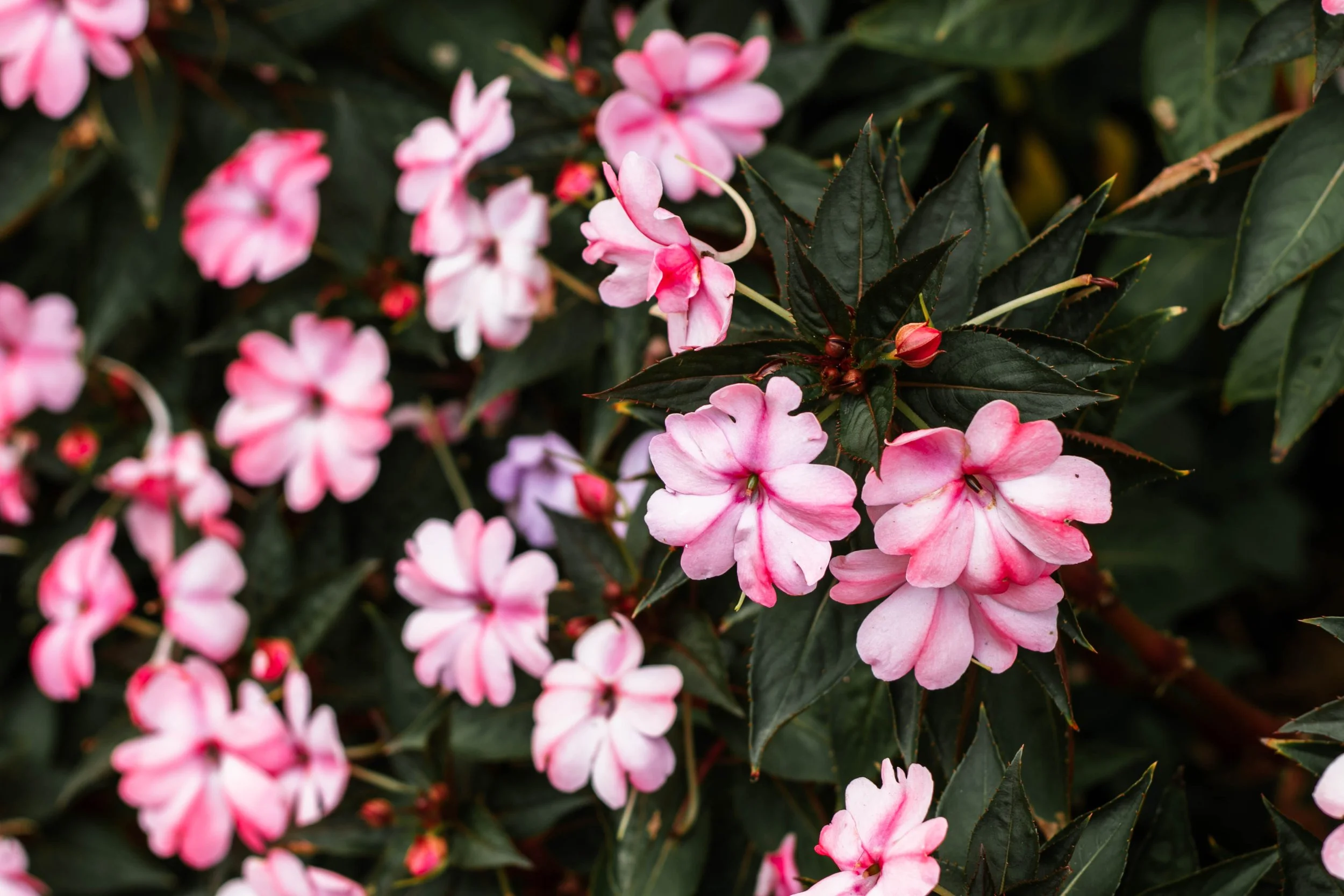 pink flowers