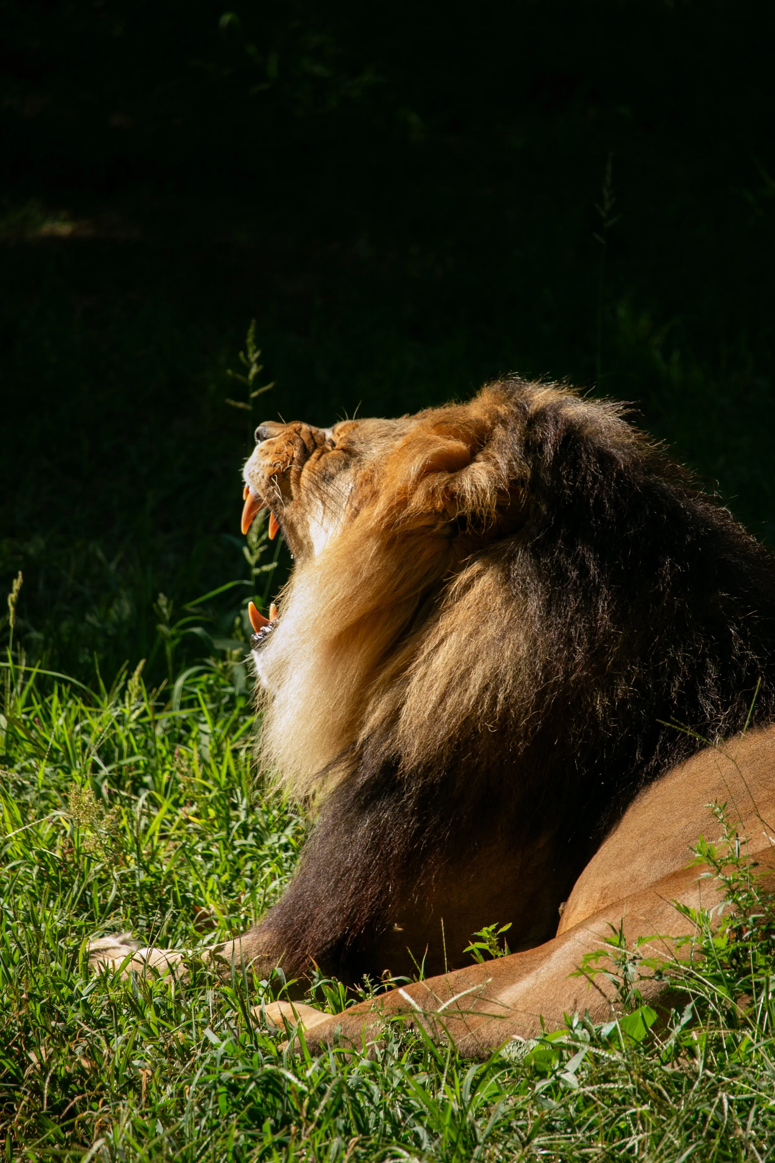 male lion yawning at Bronx Zoo