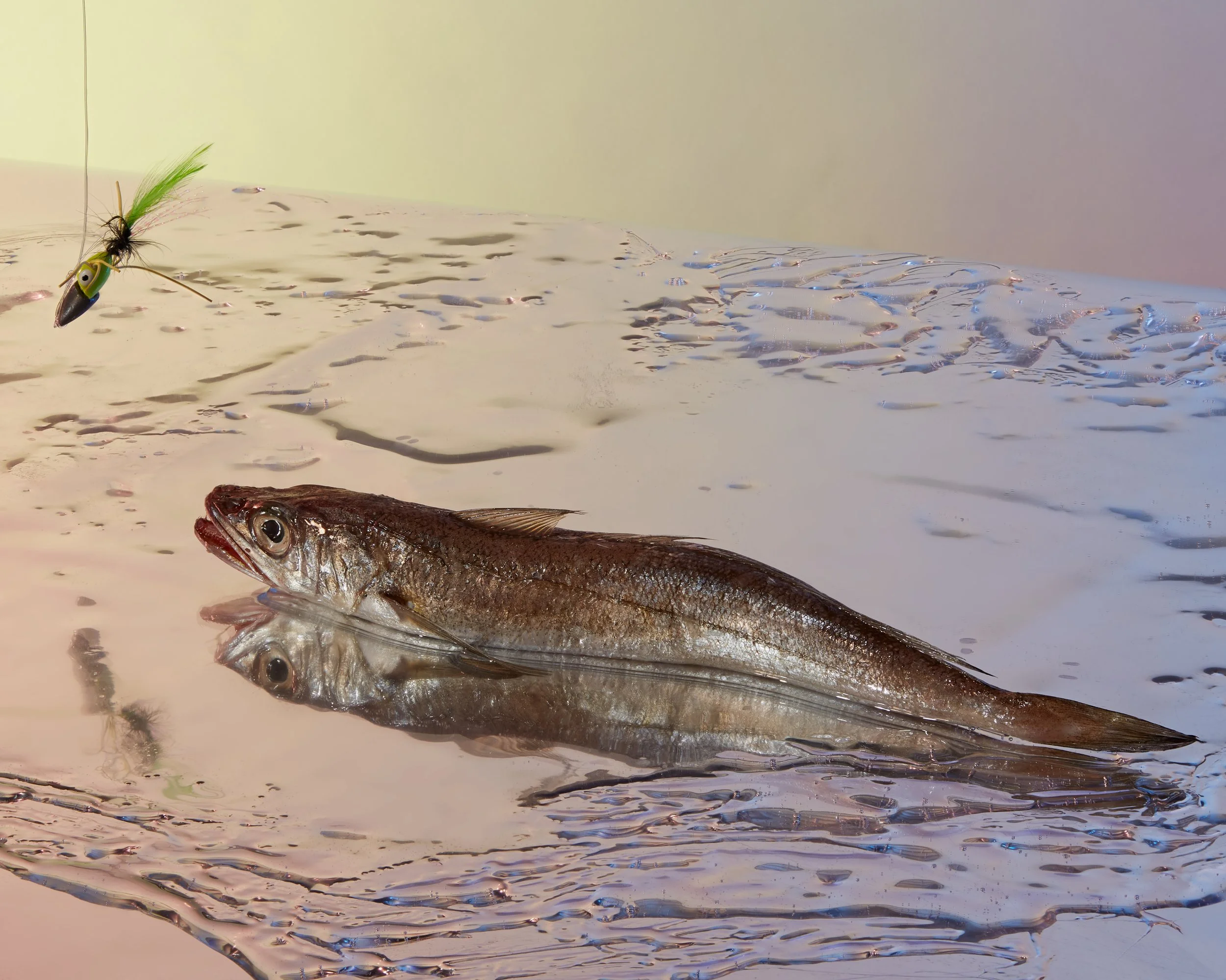 A fishing lure is attached to a fishing line above a fish lying on a wet surface, with the edge of water and ripples in the background. Creative Concepting Rapala and Stike King for advertising editorial, advertorial by Gabe Weber and Hope Misterek
