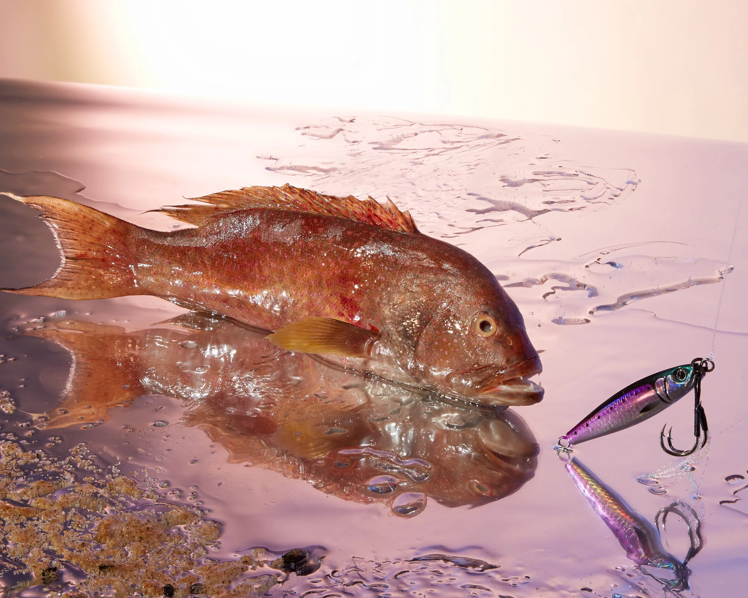 A fish lying on the ground with a fishing lure attached to its mouth, near a body of water. Creative Concepting Rapala and Stike King for advertising editorial, advertorial by Gabe Weber and Hope Misterek