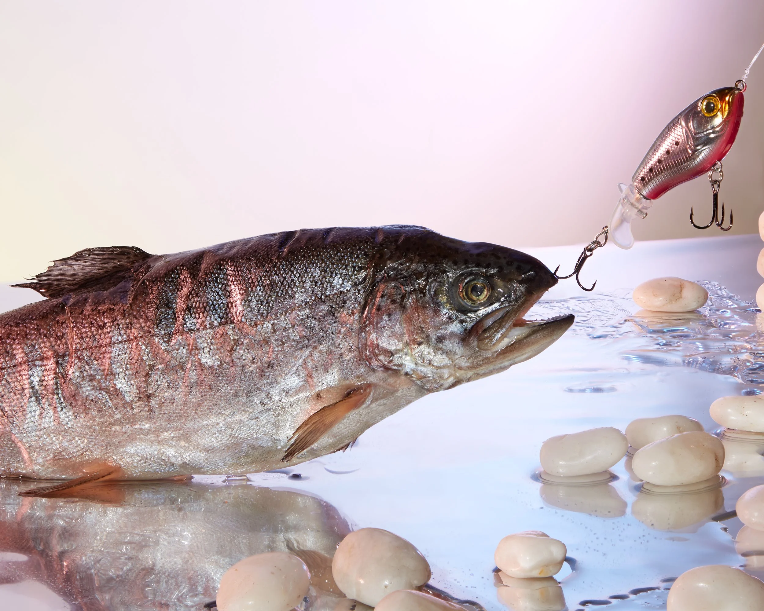 Close-up of a fish with a fishing lure and hook in its mouth, and several smooth white stones on the surface. Creative Concepting Rapala and Stike King for advertising editorial, advertorial by Gabe Weber and Hope Misterek
