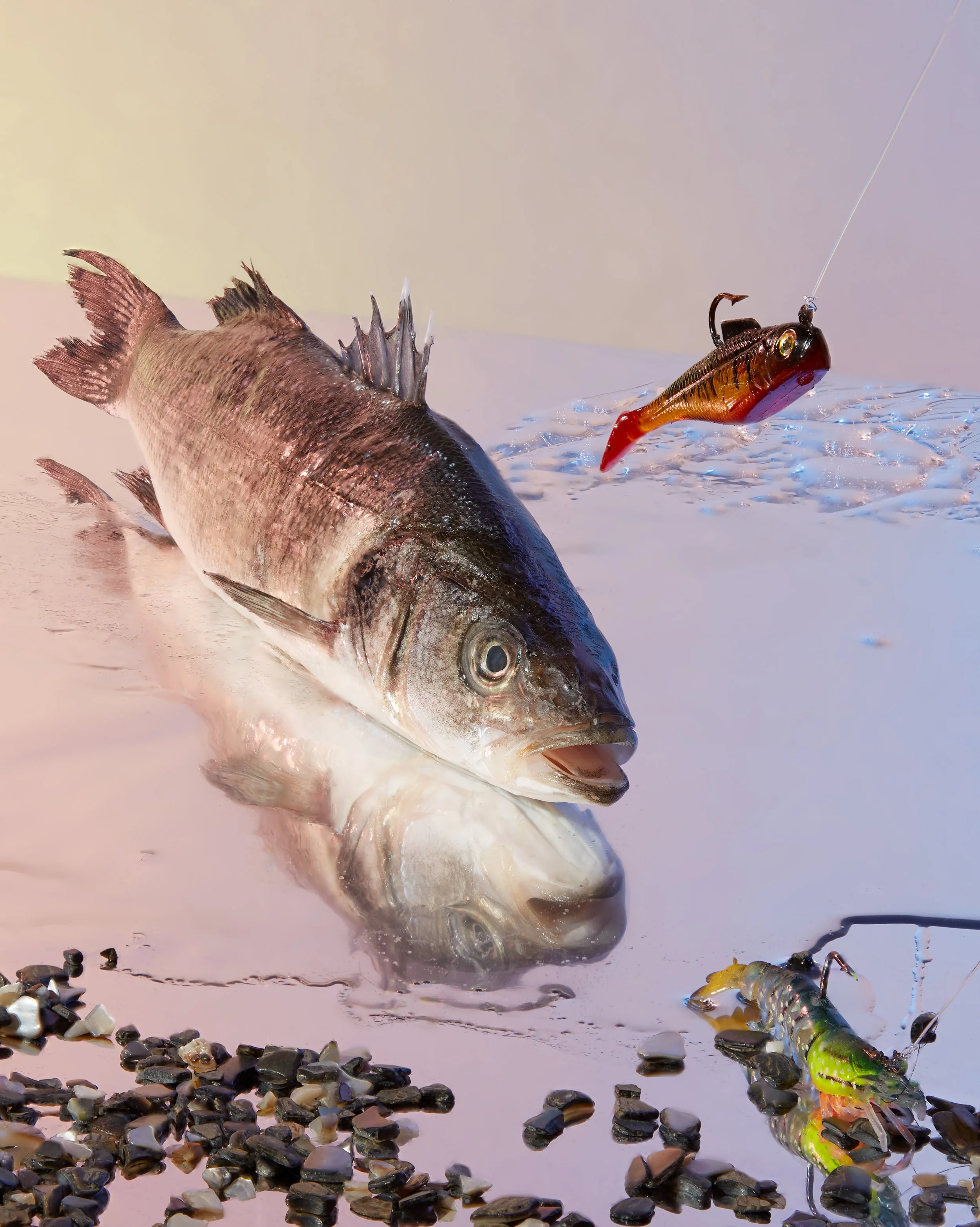 A large fish caught on a fishing line, lying on a pink surface with a few smaller fish and a fishing lure nearby. Creative Concepting Rapala and Stike King for advertising editorial, advertorial by Gabe Weber and Hope Misterek