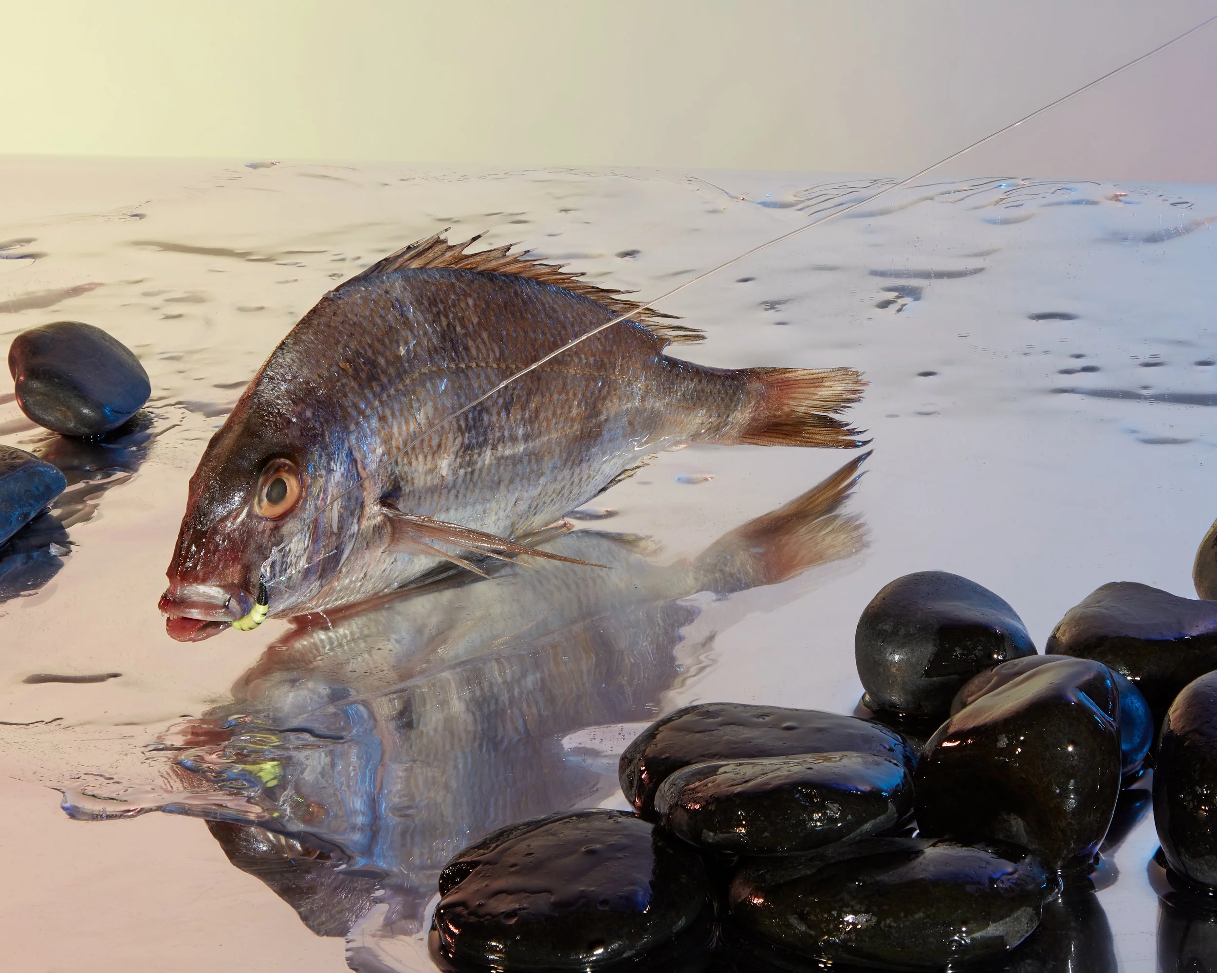 A fish on the shore with rocks and water in the background. Creative Concepting Rapala and Stike King for advertising editorial, advertorial by Gabe Weber and Hope Misterek, every image sells a brand