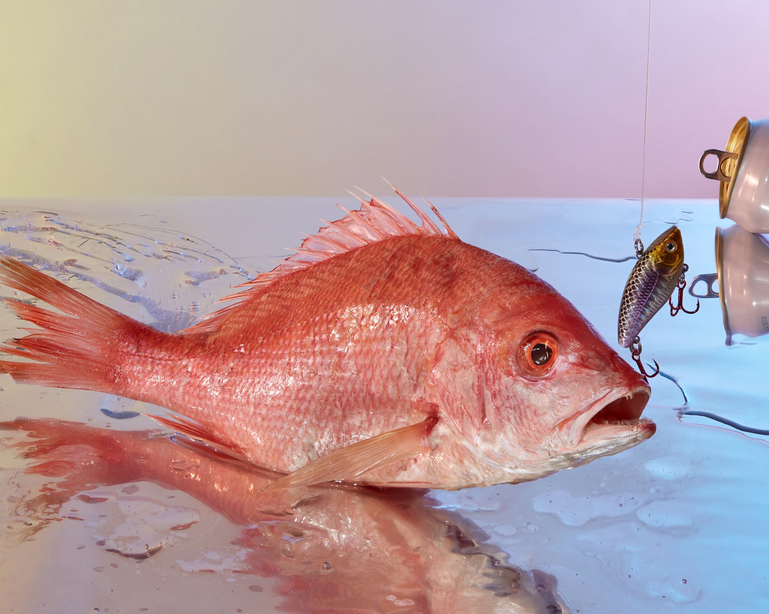 A large pinkish-red fish with spiky fins lying on a surface covered in water and fish scales, with fishing lures hanging from its mouth. Creative Concepting Rapala and Stike King for advertising editorial, advertorial by Gabe Weber and Hope Misterek