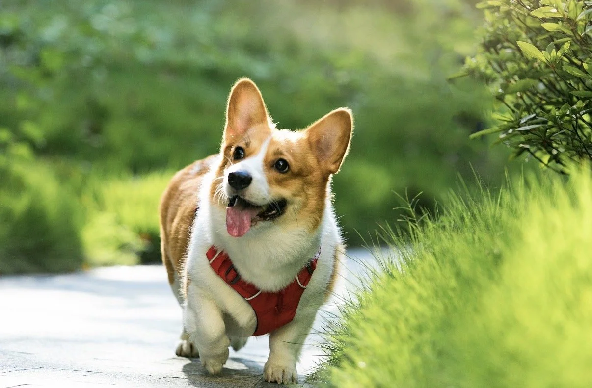 A happy corgi dog walking on a concrete path in a green outdoor setting, wearing a red harness with its tongue out.