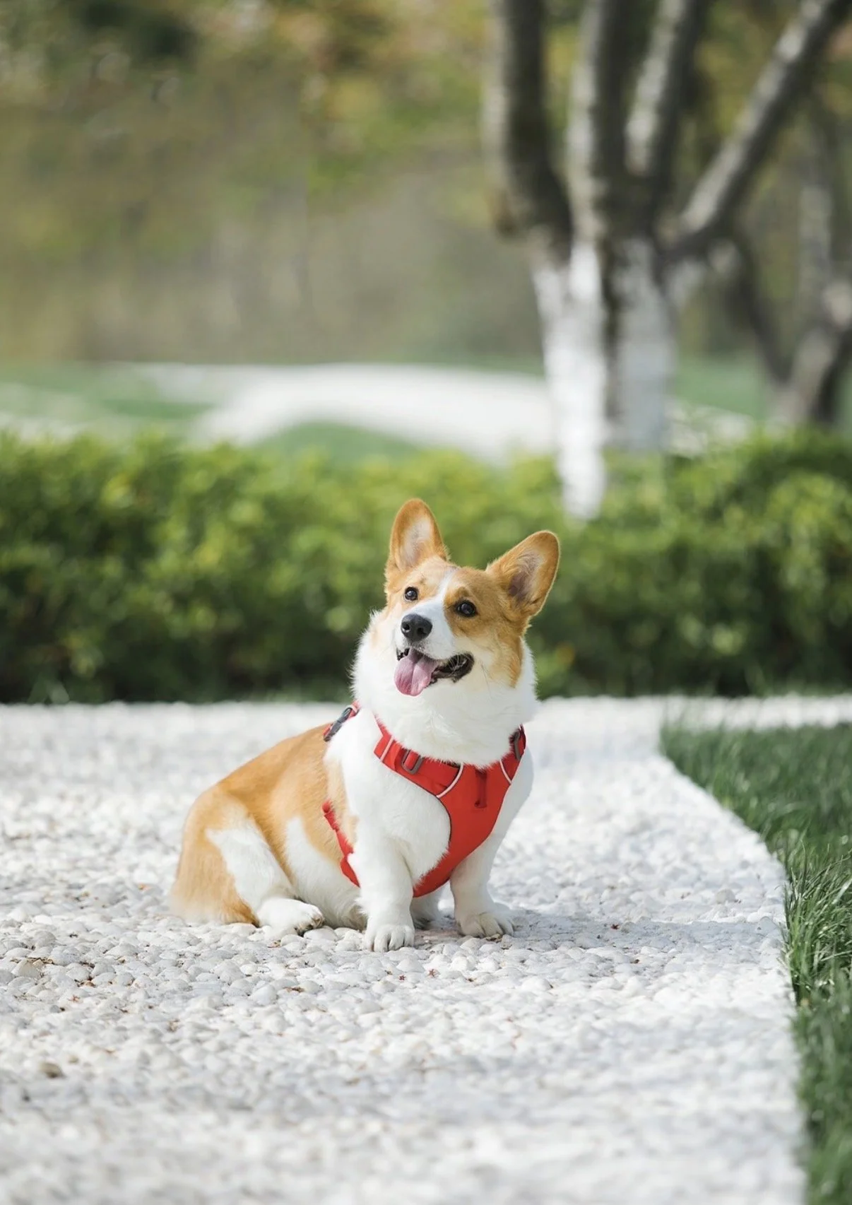 A happy dog with a red harness sitting on a gravel path in a park, with green bushes and trees in the background.