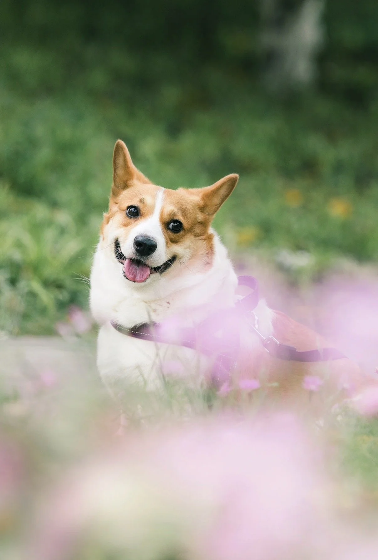 Happy dog with a pink collar lying in grass with pink flowers, with a green blurred background.