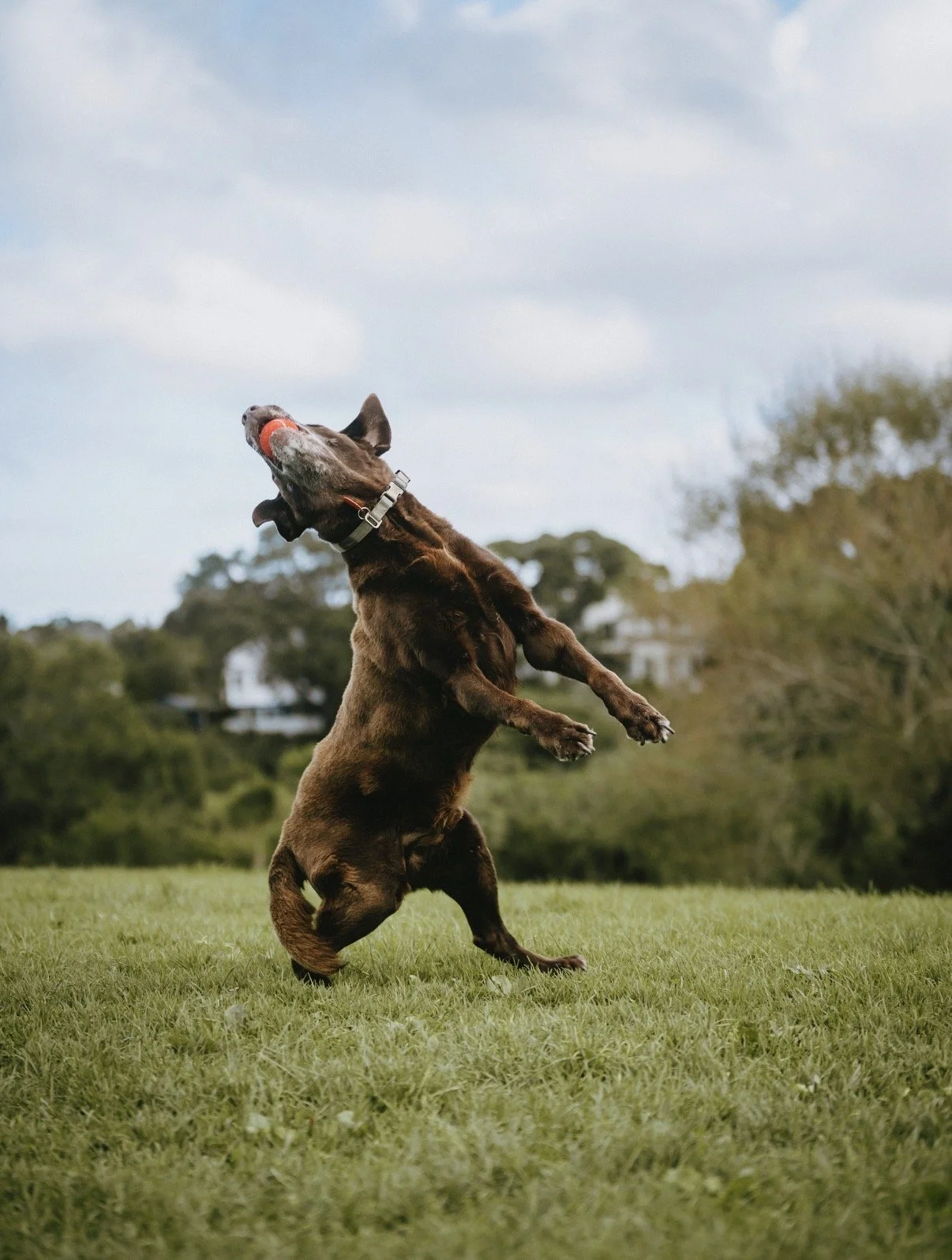 A brown dog standing on its hind legs in a grassy field, holding an orange ball in its mouth, with trees and houses in the background.