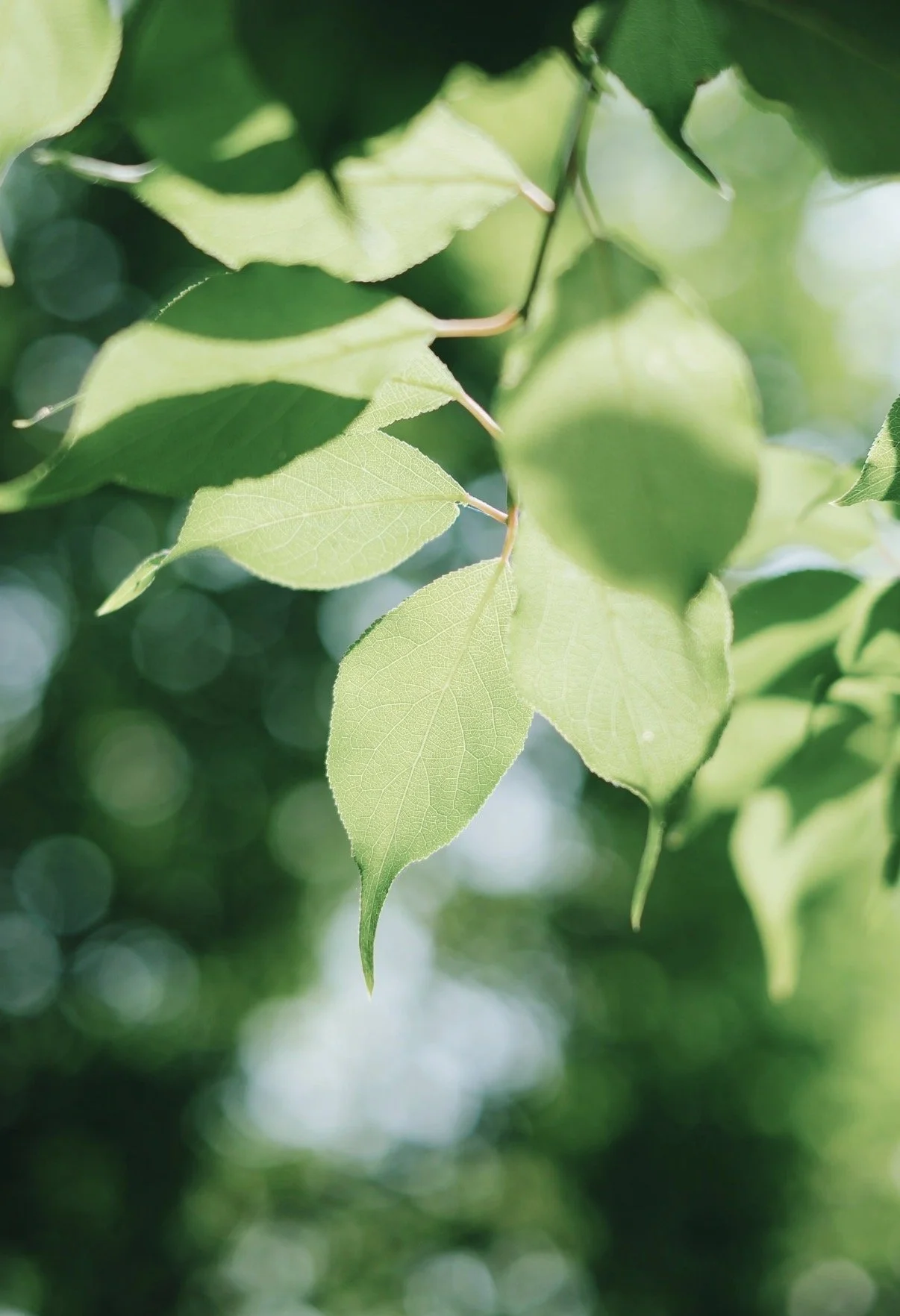 Close-up of green tree leaves with sunlight filtering through.
