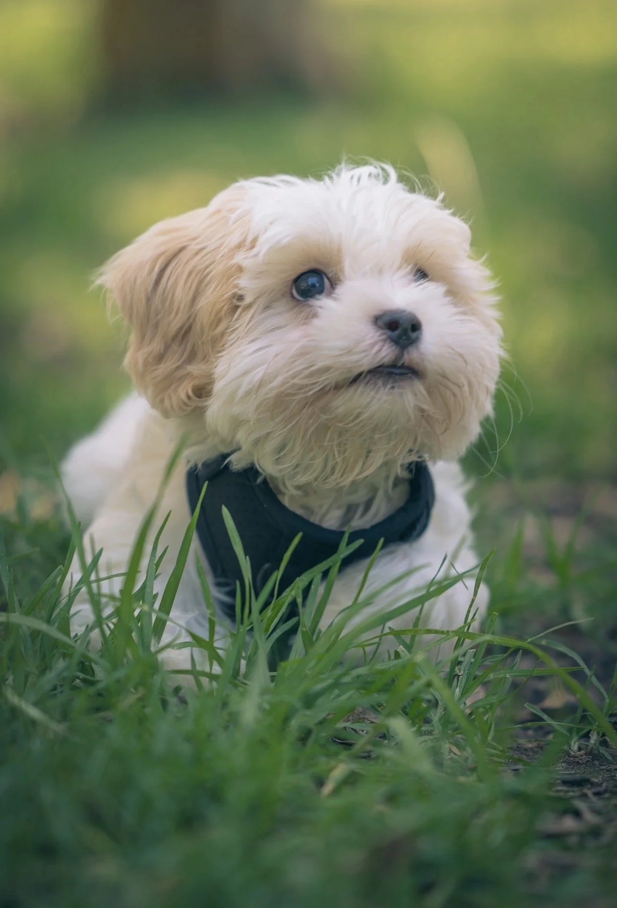 Cute small puppy with cream and light brown fur sitting in green grass, wearing a black collar, with a blurred natural background.