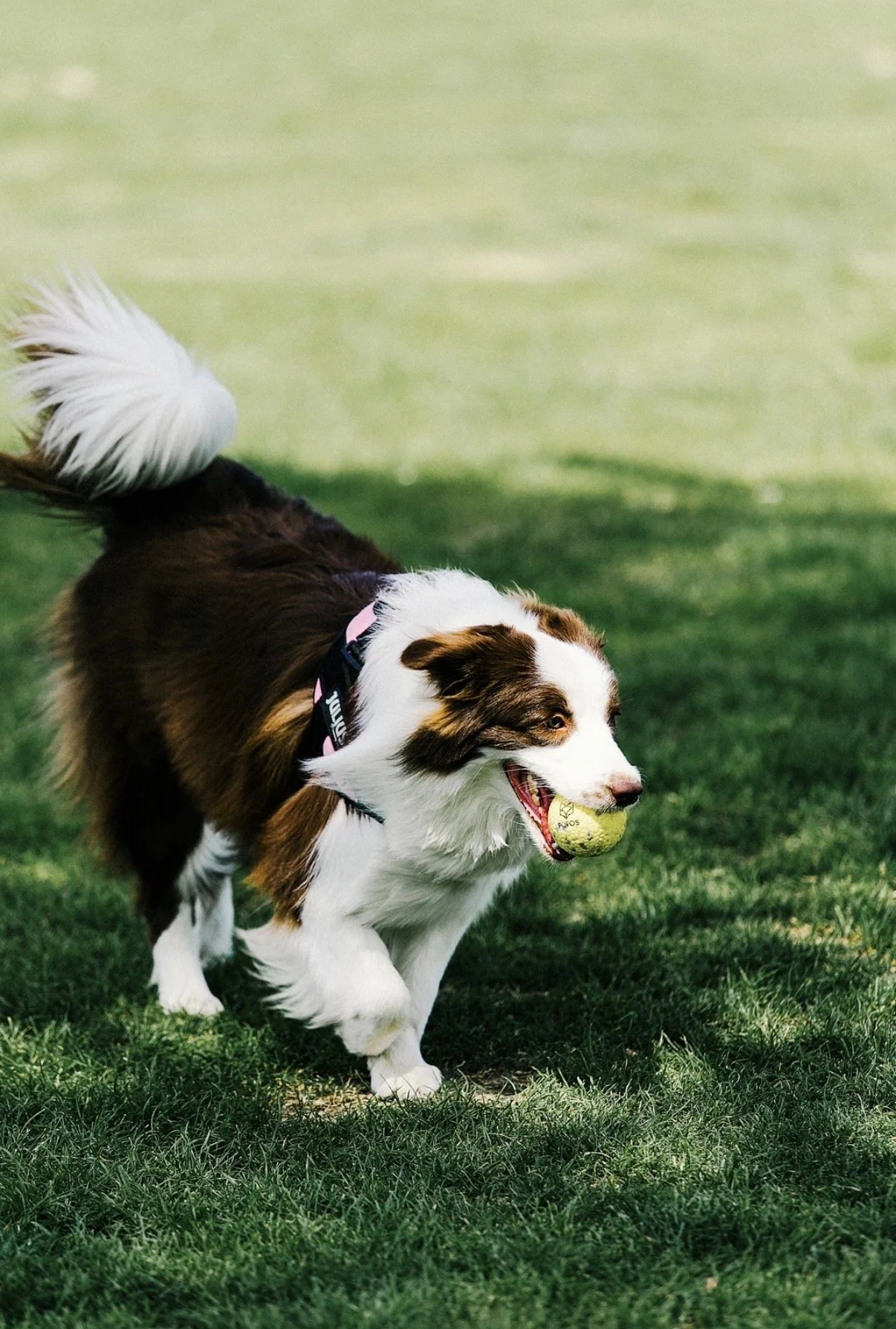 A brown and white Australian Shepherd dog running on a grassy field with a yellow tennis ball in its mouth.