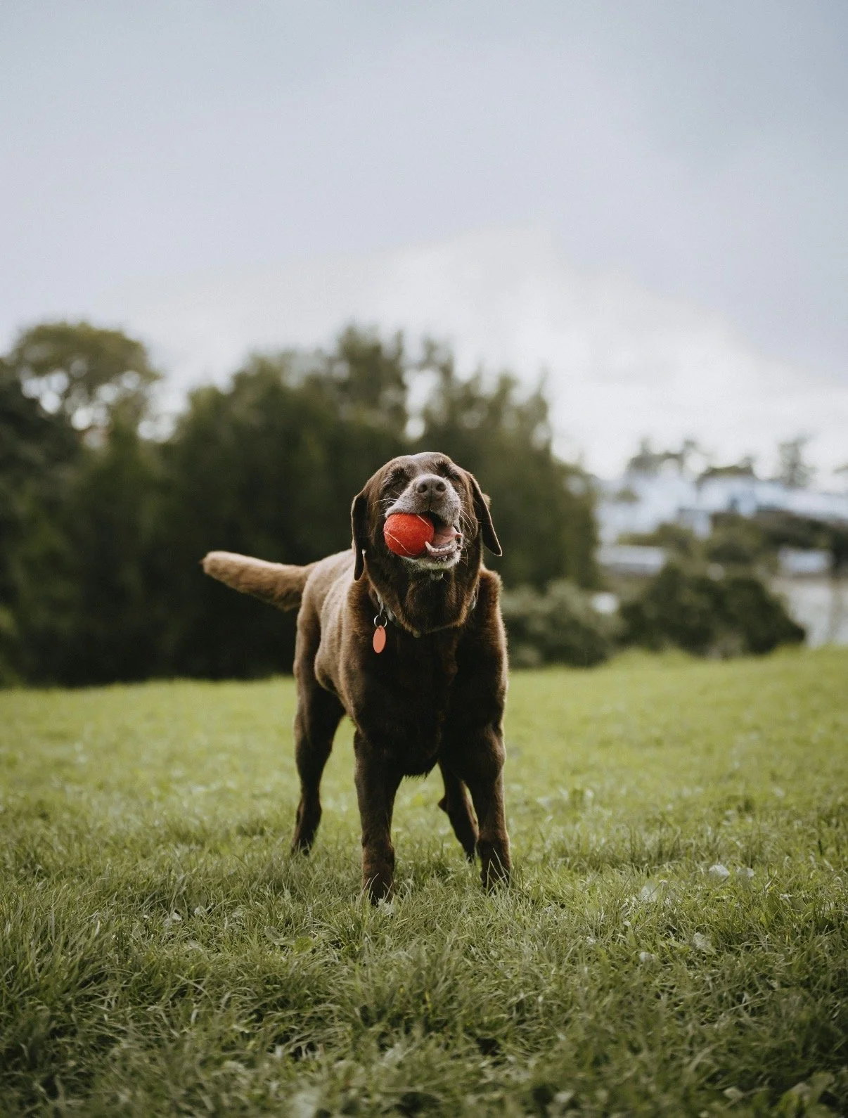 A happy chocolate Labrador Retriever dog standing on grass with a red ball in its mouth, outdoors on a cloudy day.