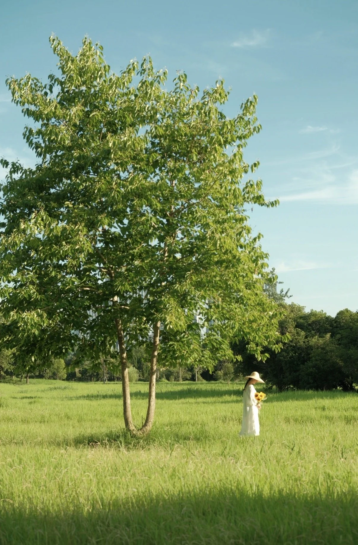 A woman dressed in white holding sunflowers standing in a green field below a tall tree with lush foliage, with a clear blue sky in the background.