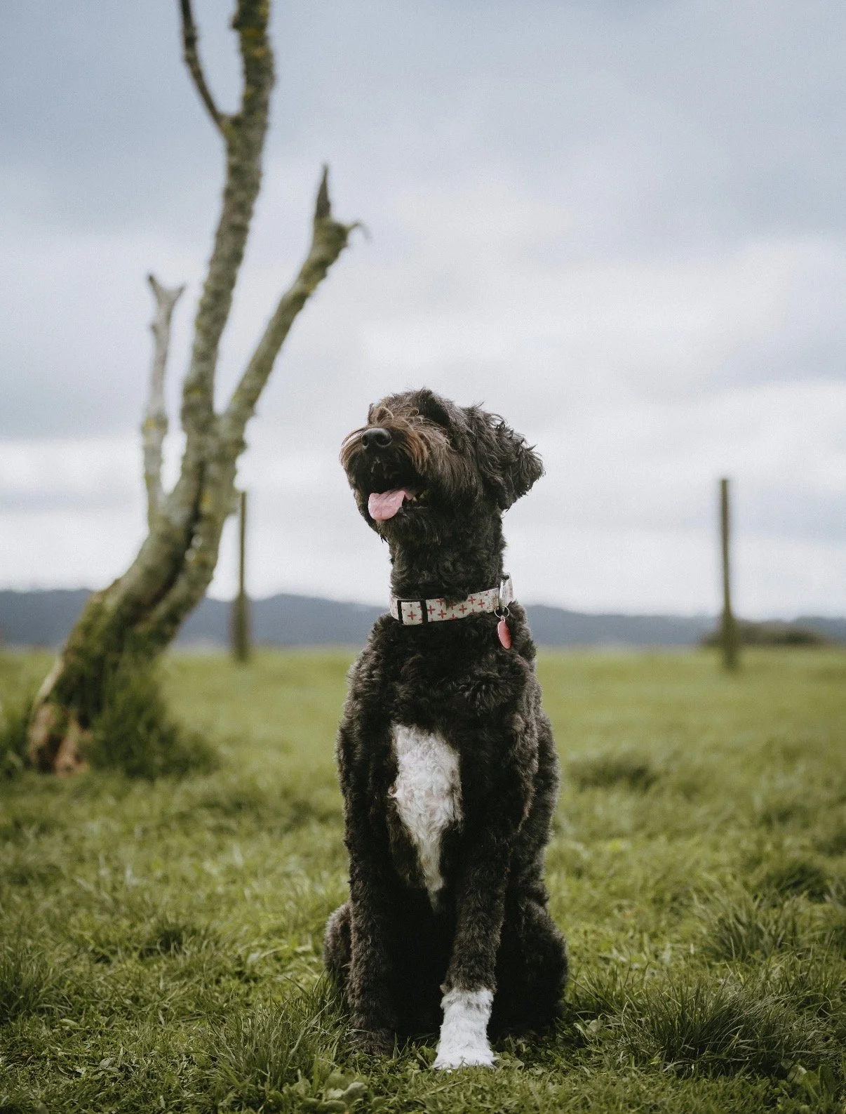 A black and white dog sitting on grass outdoors with a tree and cloudy sky in the background.