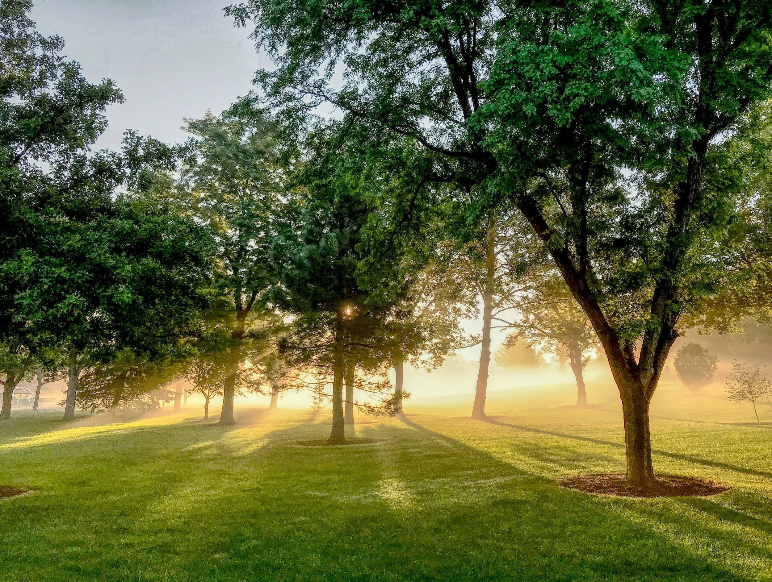 Sunrise or sunset over a park with green grass and large leafy trees, with sunlight filtering through the branches.