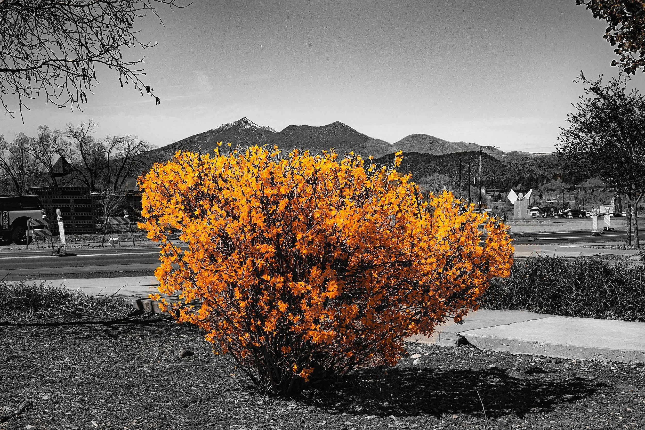 A vibrant orange bush in the foreground with black and white background featuring mountains, trees, and a parking lot with cars.