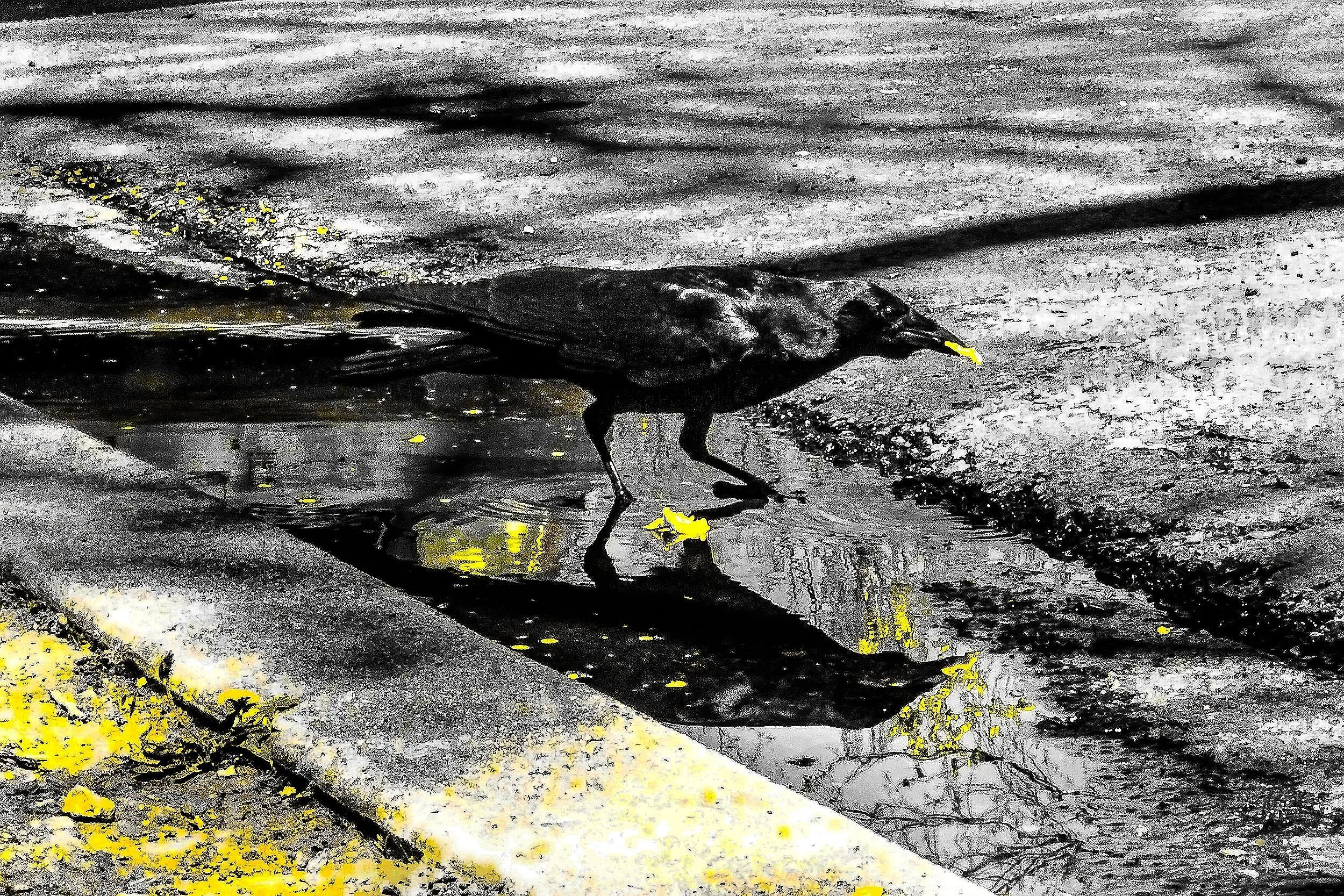 A black and white photo of a bird walking on a wet pavement with yellow leaves scattered around.