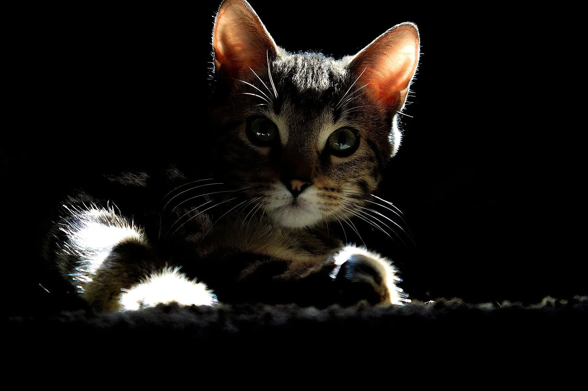 A close-up of a tabby cat with green eyes, highlighted by backlighting and set against a black background.