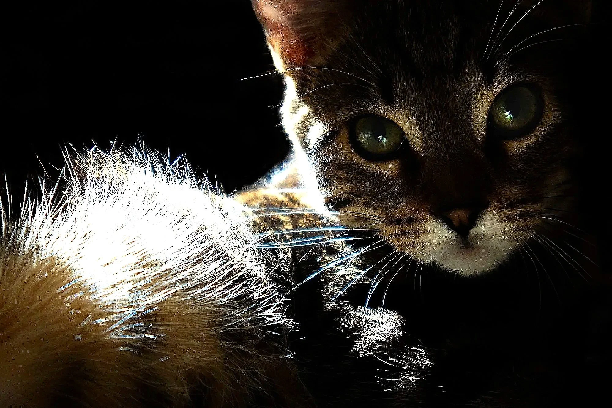 Close-up of a cat's face with green eyes and brown fur, partially obscured by its fluffy tail.