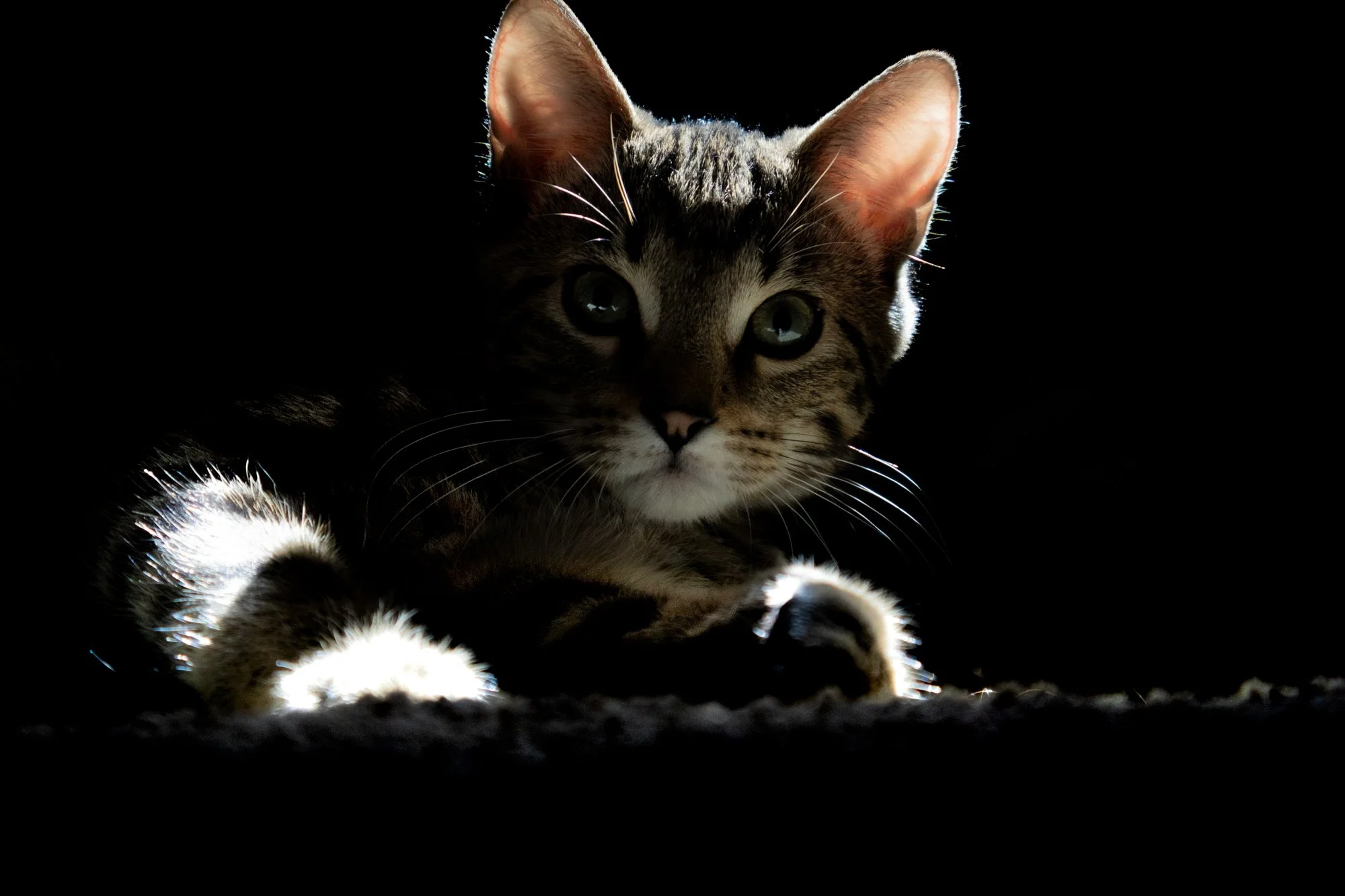 A kitten with gray and black striped fur, large ears, and bright eyes, lit from behind against a black background.